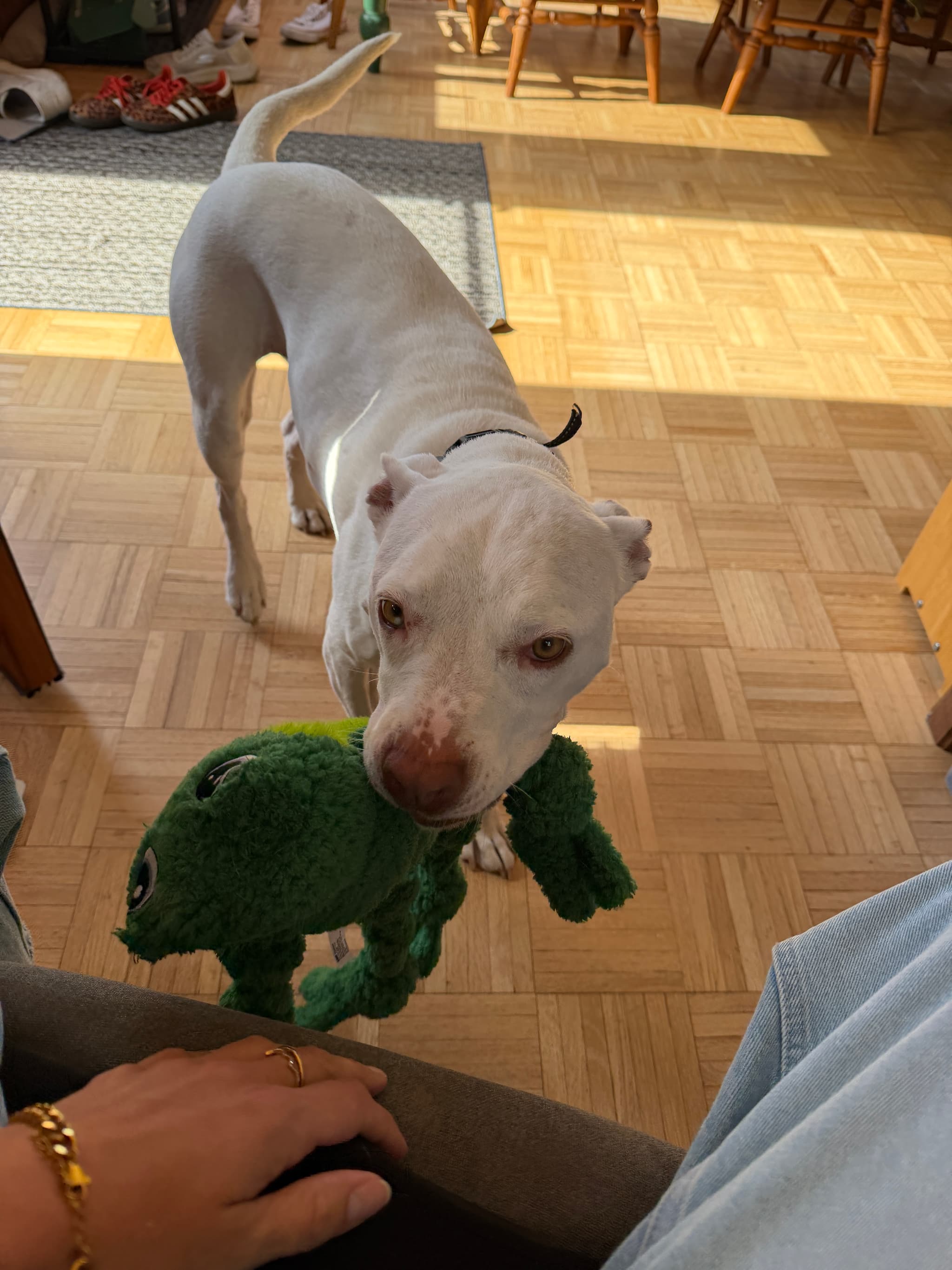 Photo of Rebel