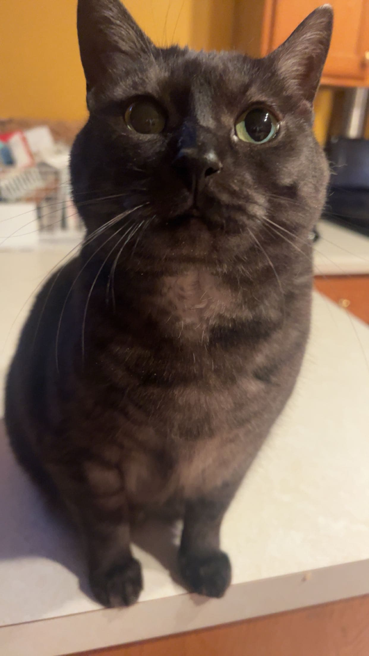 Photo of Stella
