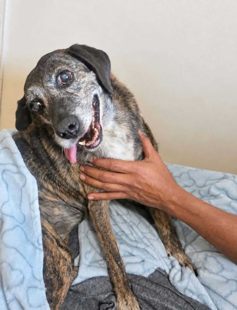 Photo of Petunia