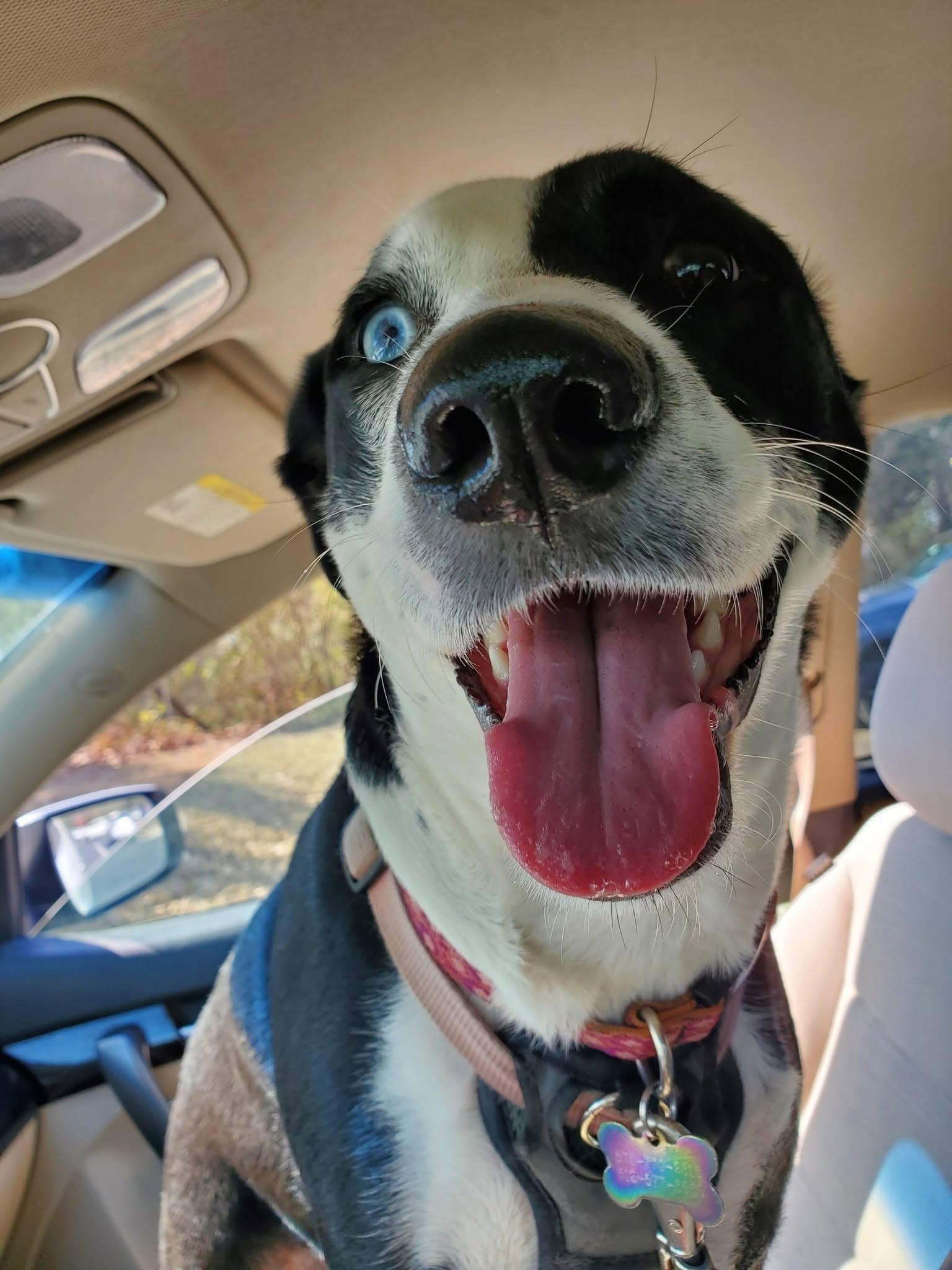 Photo of Stella Blue