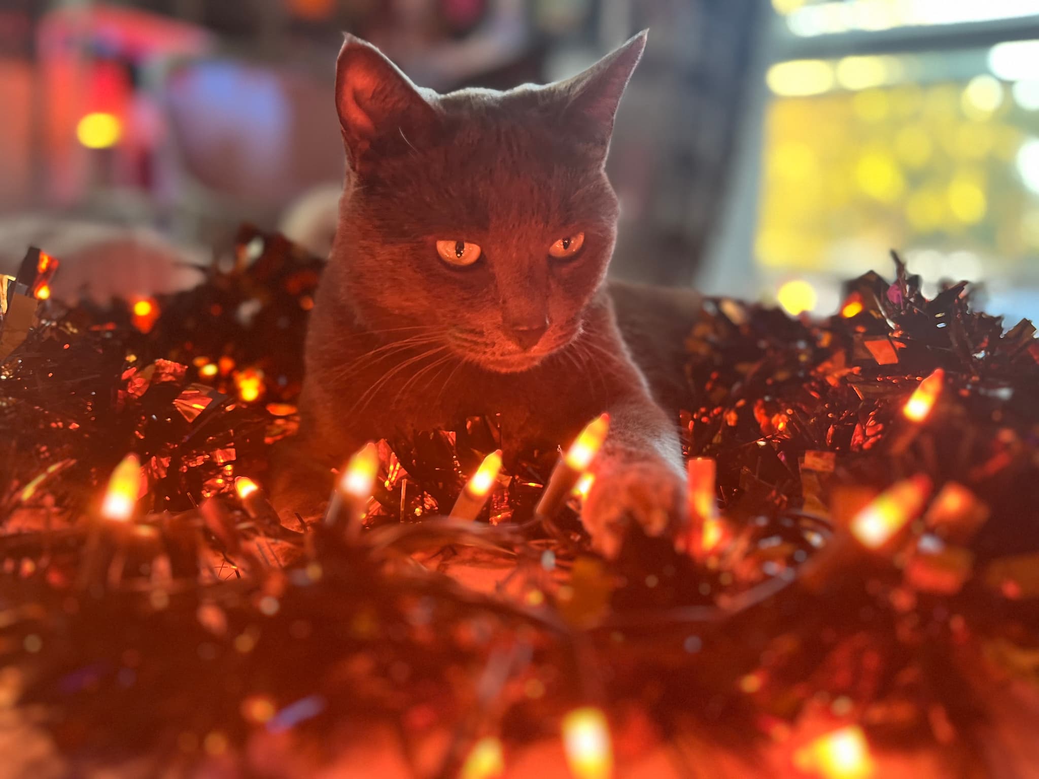 Photo of Yoda