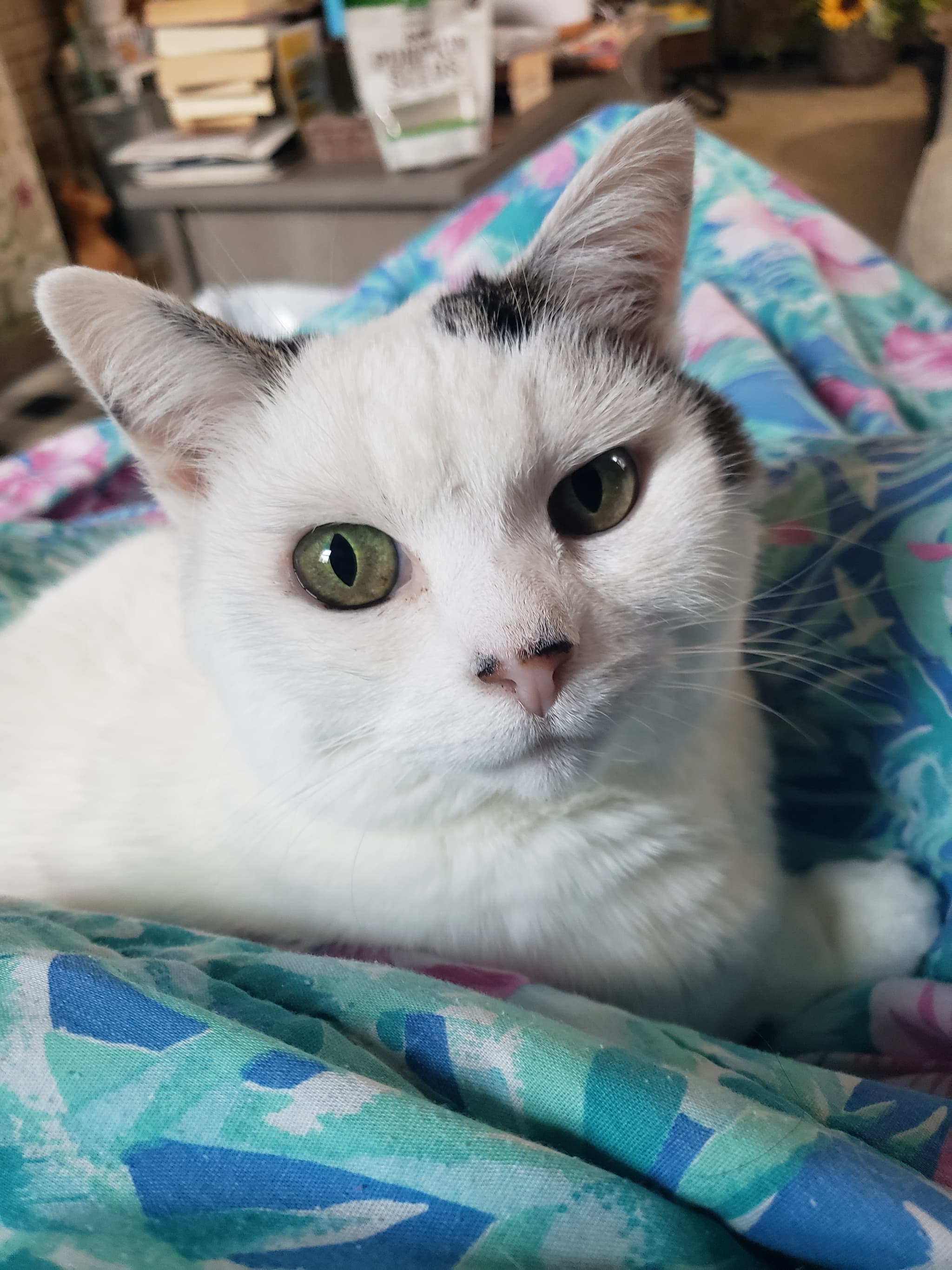 Photo of Lady