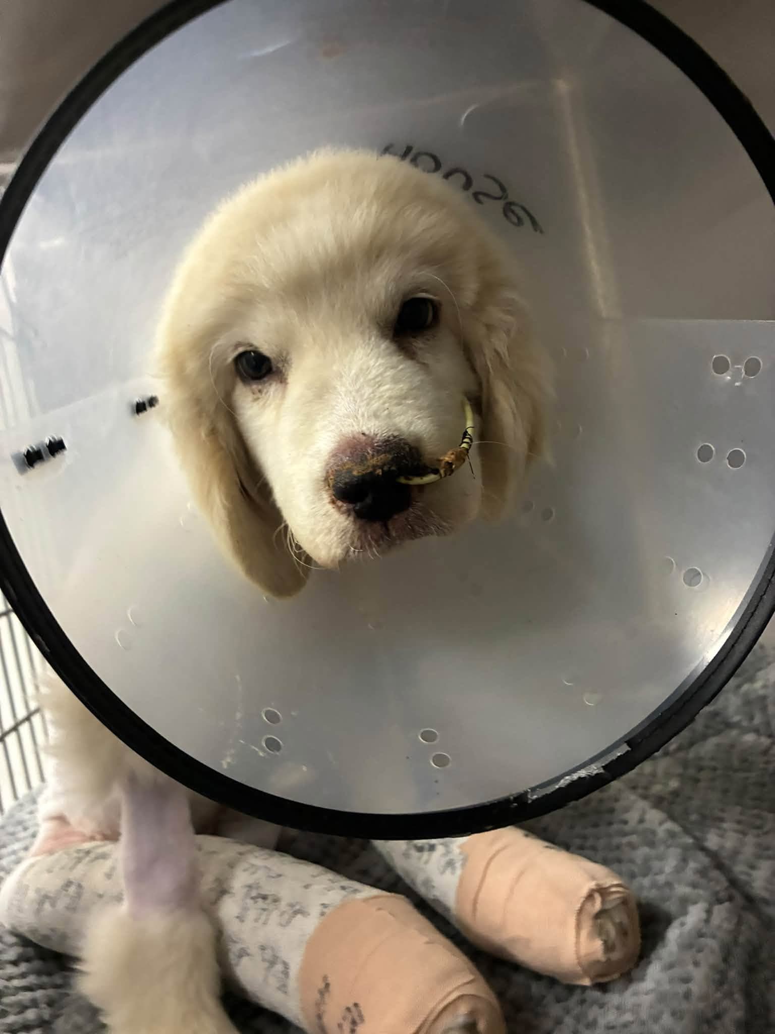 Photo of Pretzel