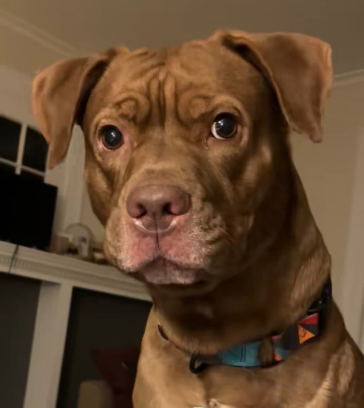 Photo of Hiccup