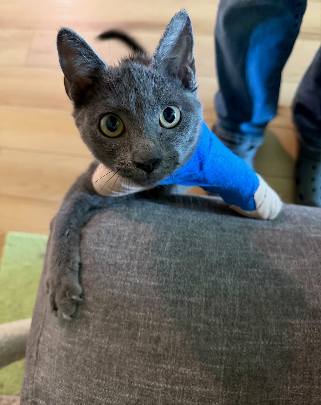 Photo of Poppy