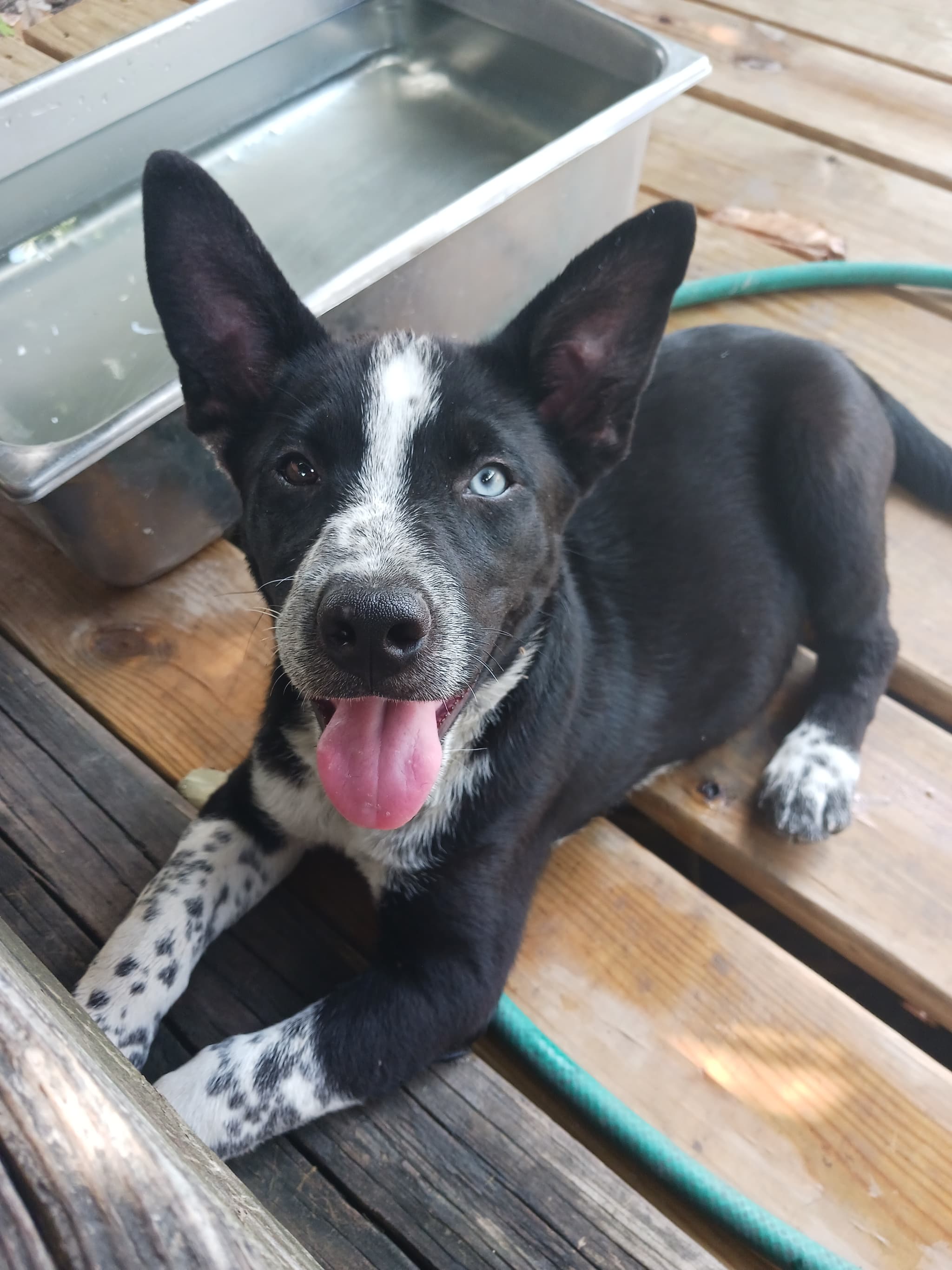 Photo of Rocko