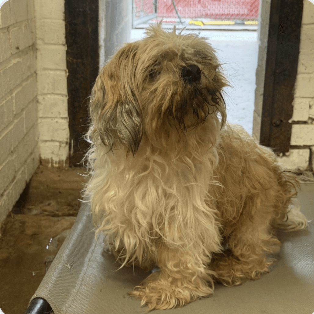 Photo of Muppet