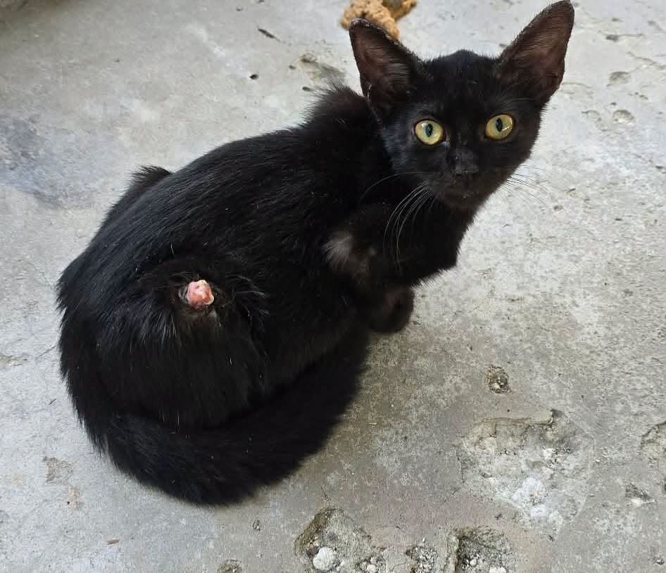 Photo of Wasabi
