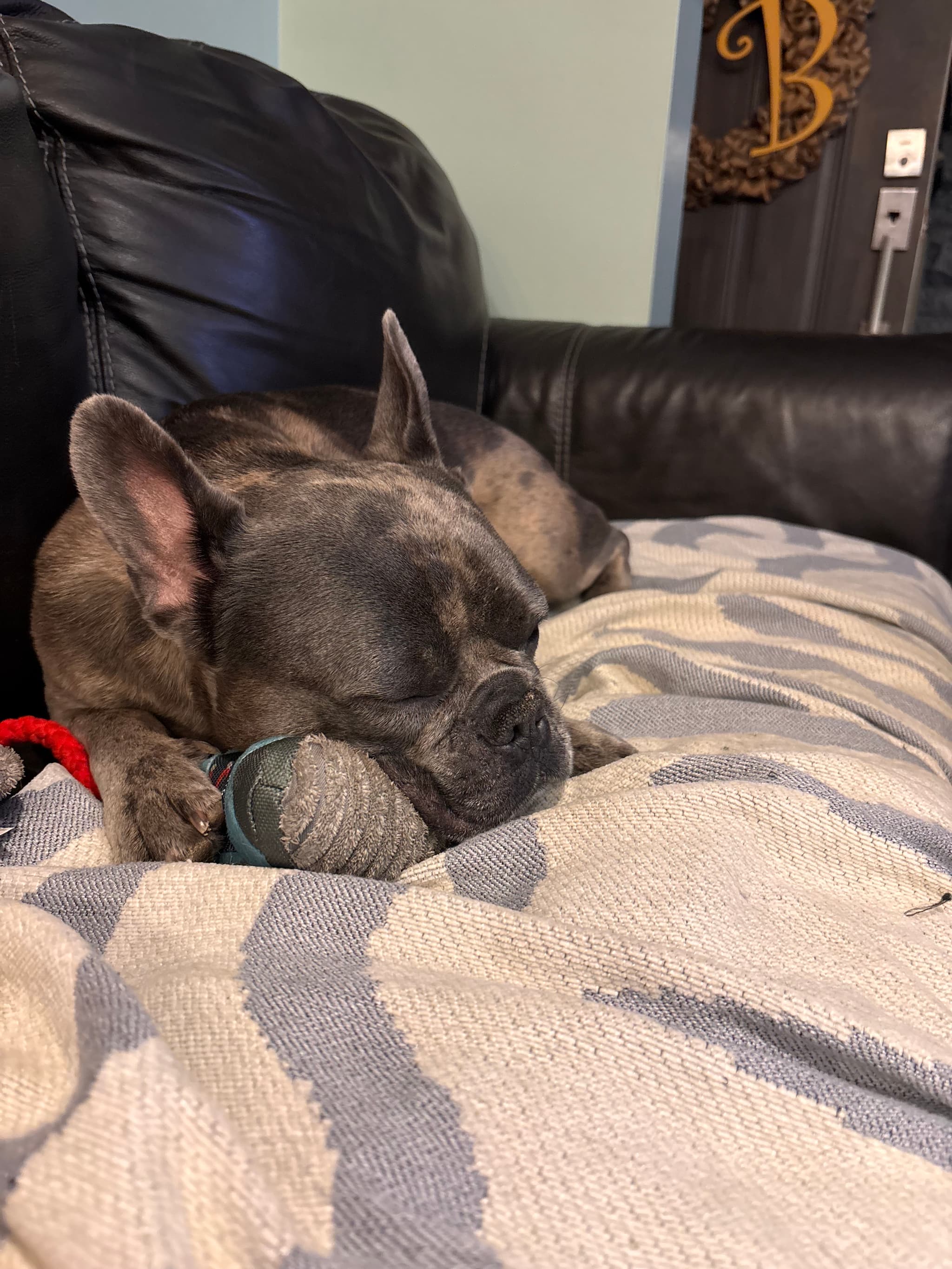Photo of Enzo