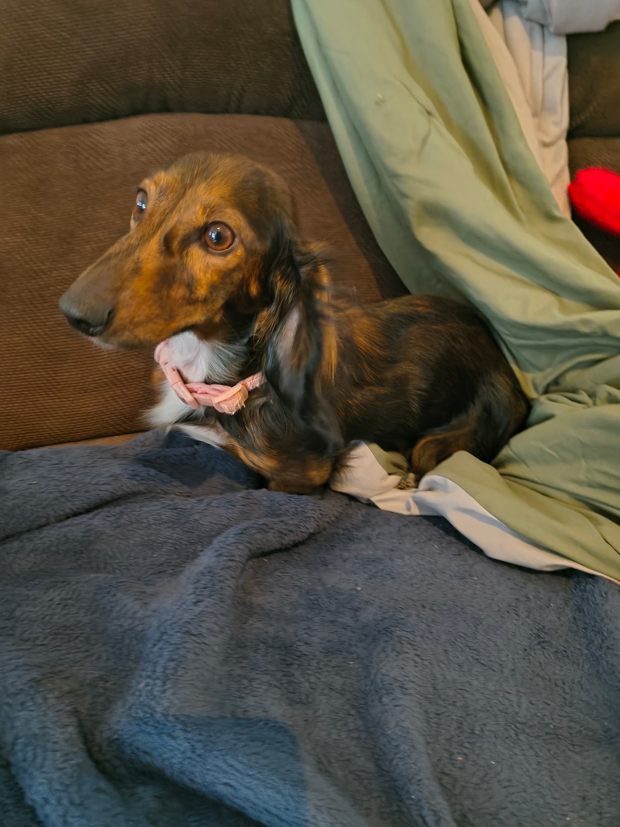 Photo of CoCo