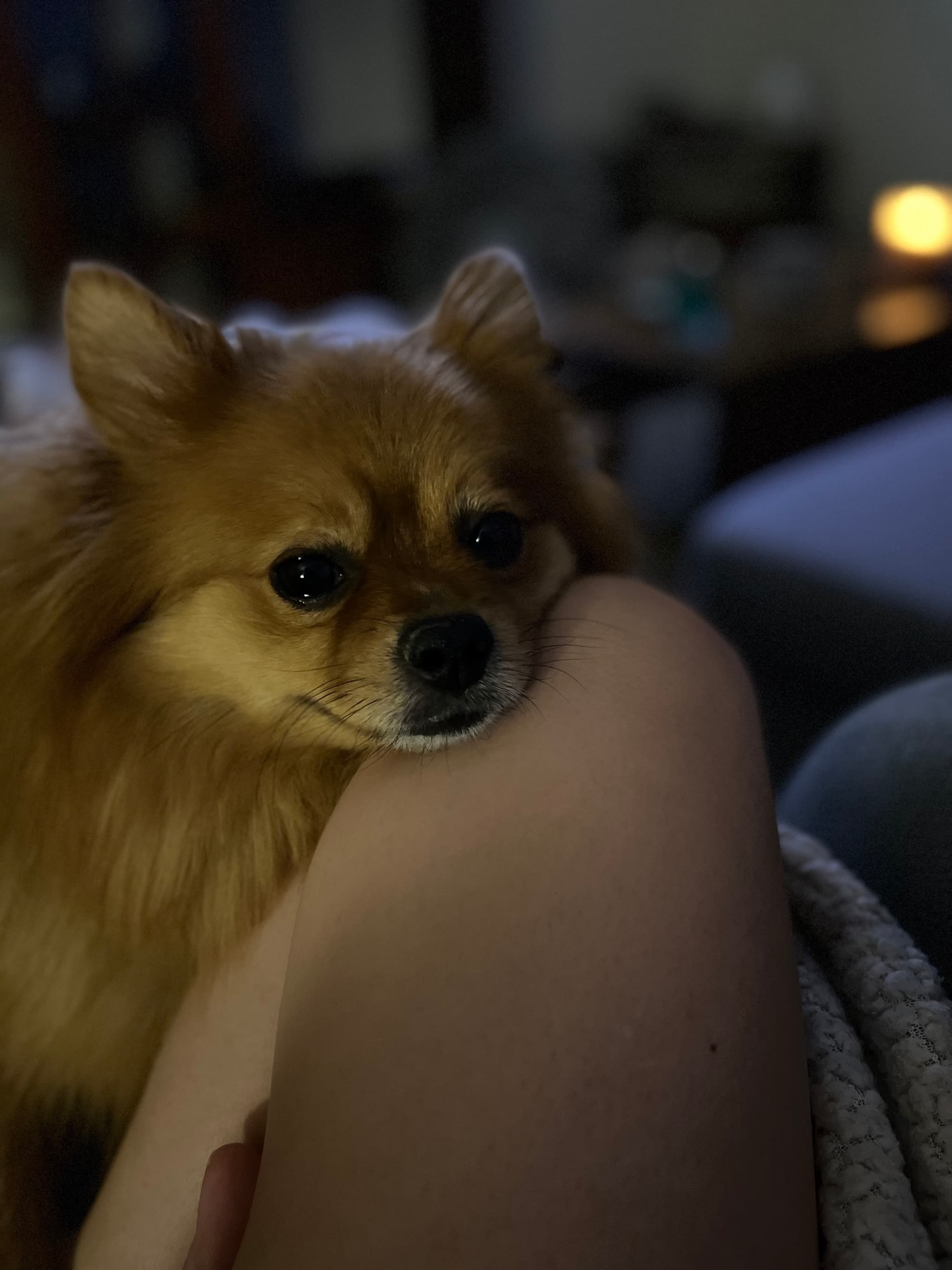 Photo of Koda