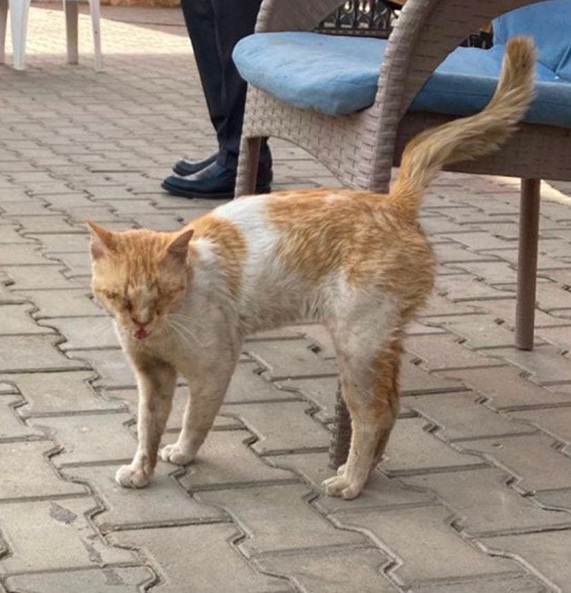 Photo of Community cats in HOA