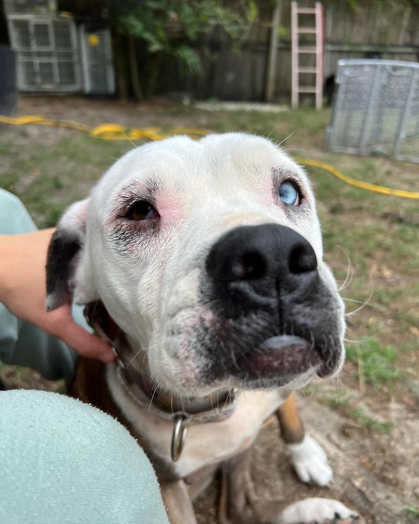 Photo of Pearl