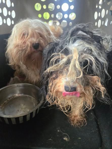 Photo of Pebbles & Bam Bam