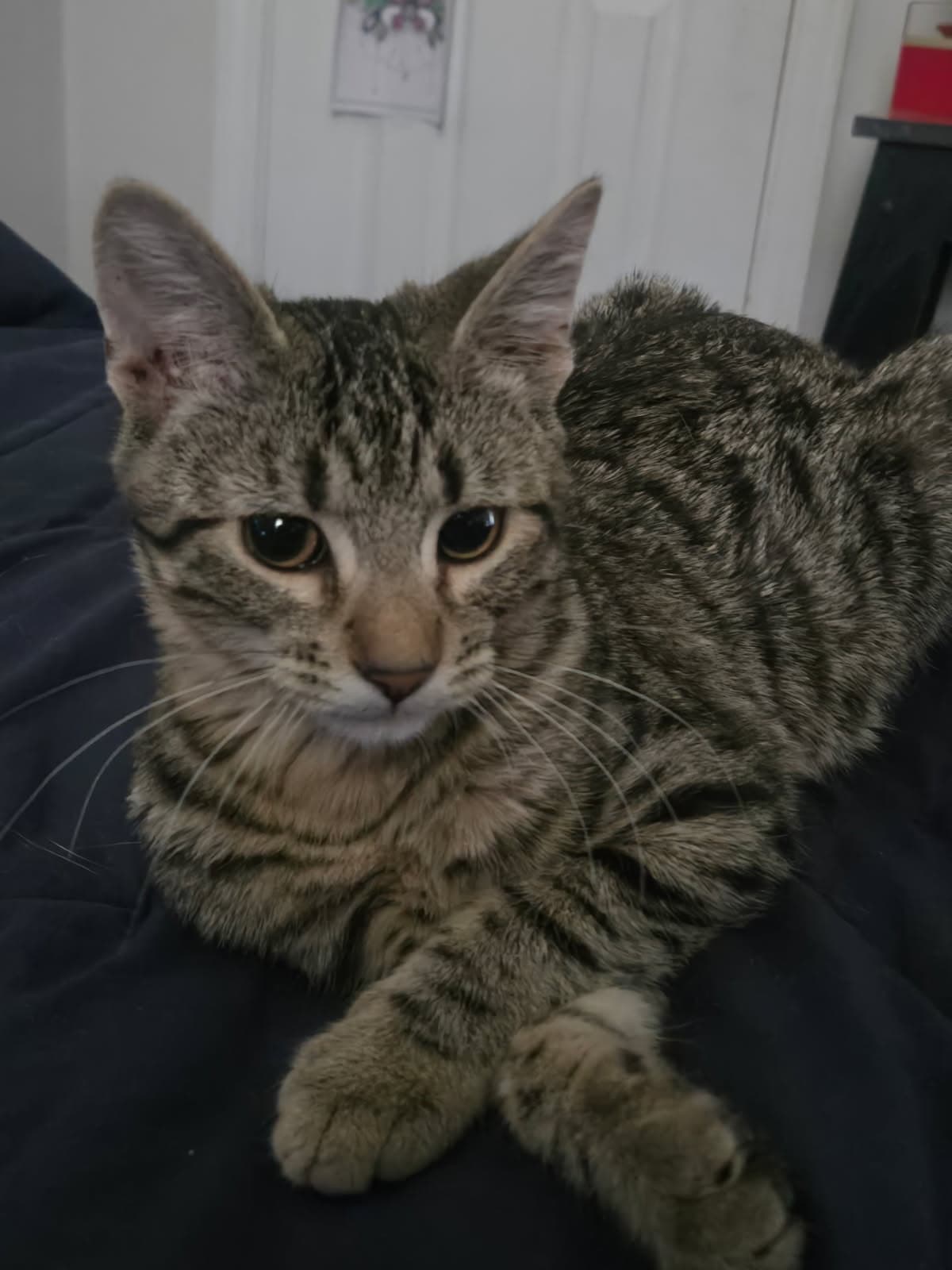 Photo of Mocha
