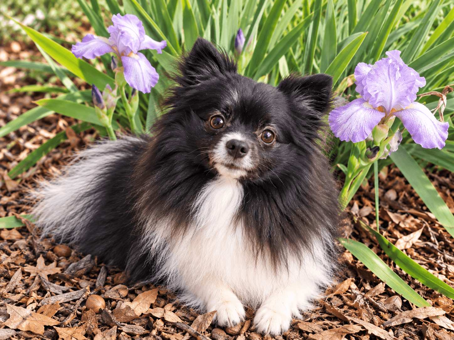 Photo of Sparkle