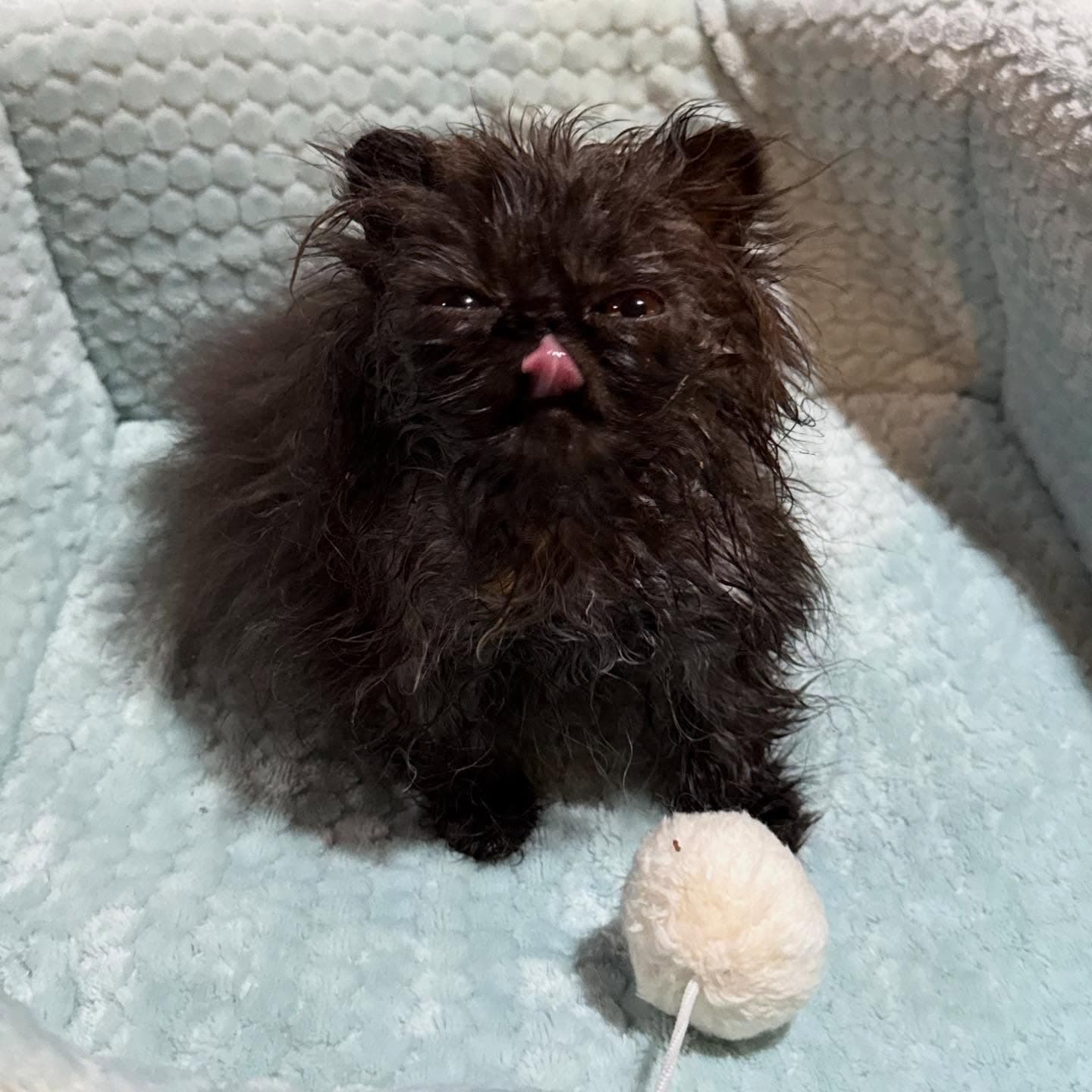 Photo of Whimsy