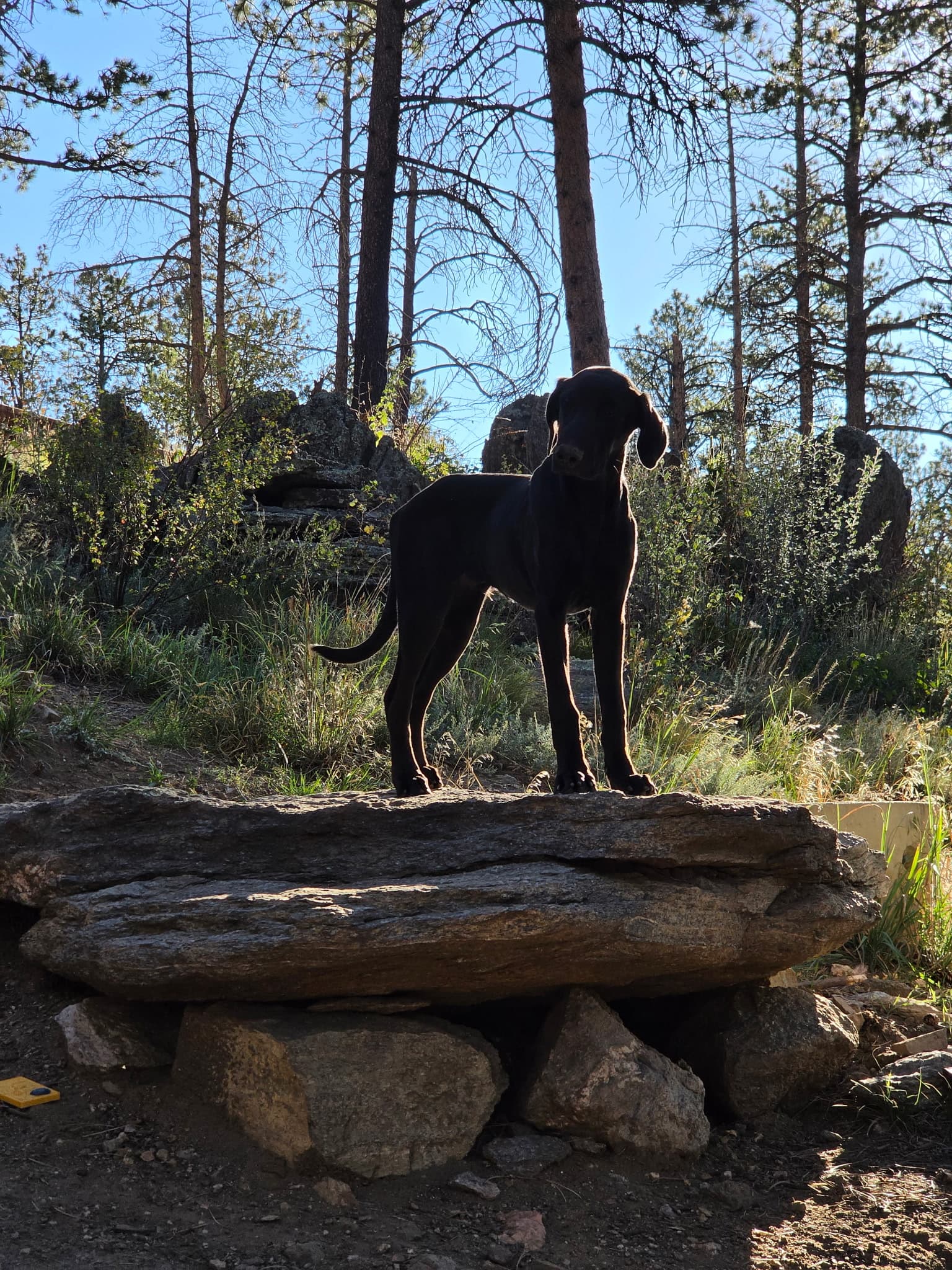 Photo of Ruger