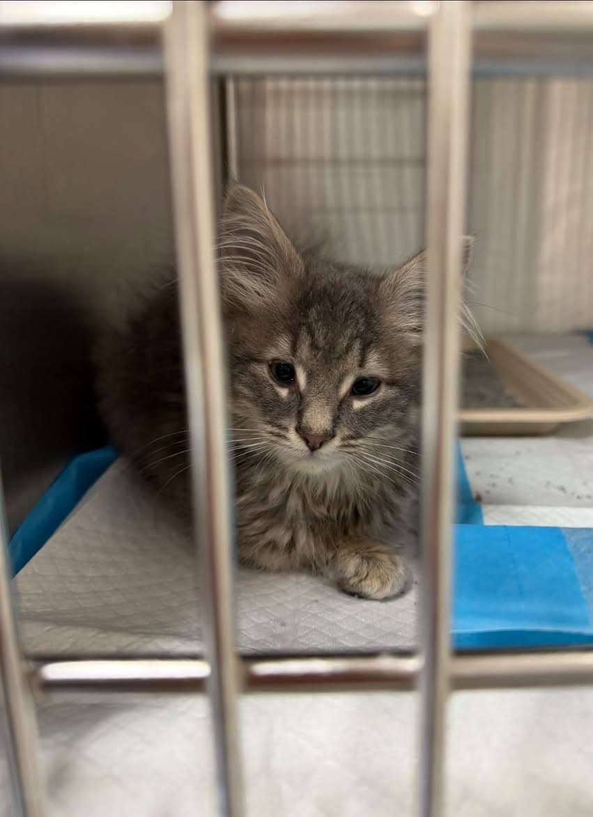 Photo of Winky Kittens