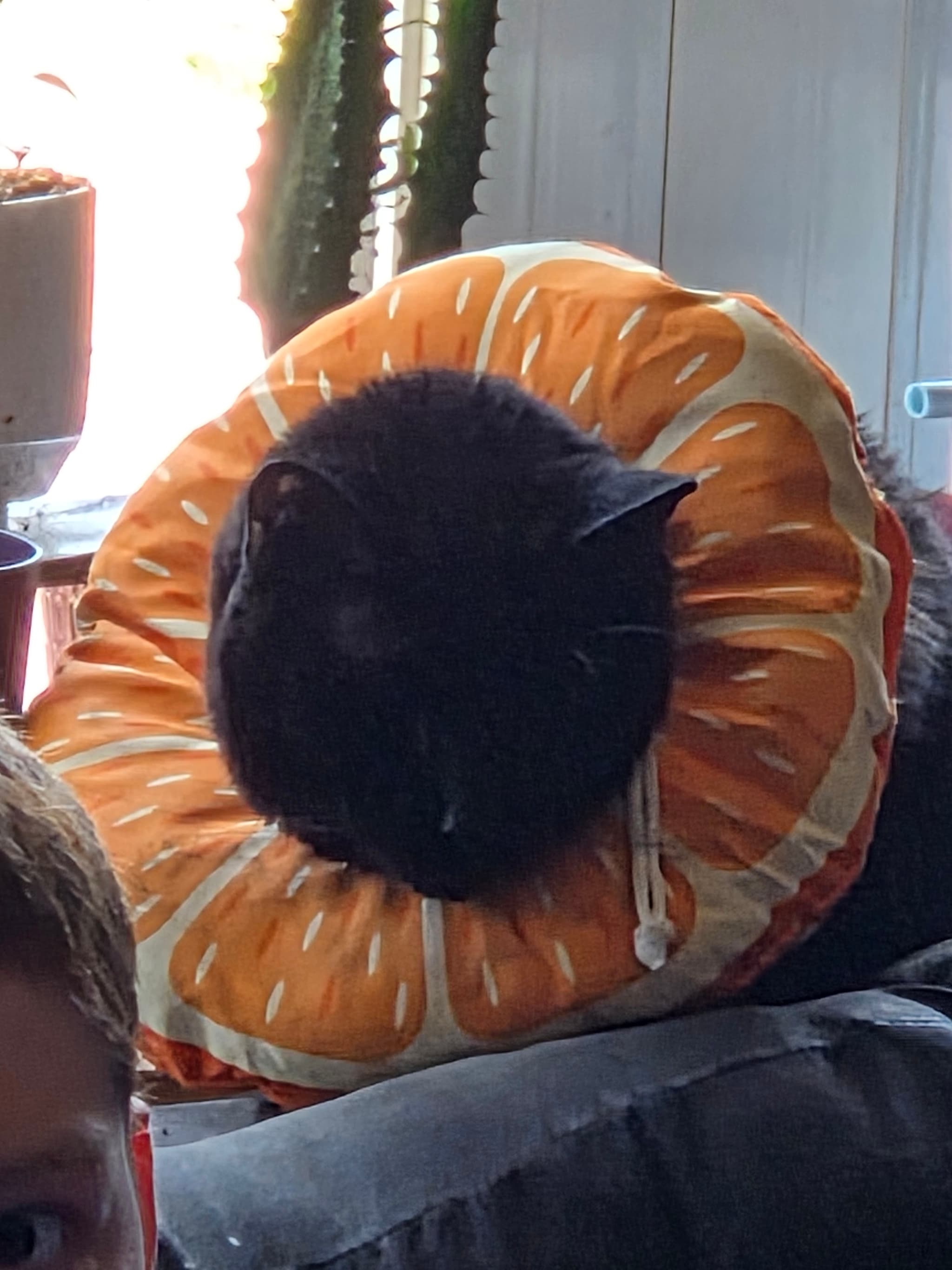 Photo of Biscuits