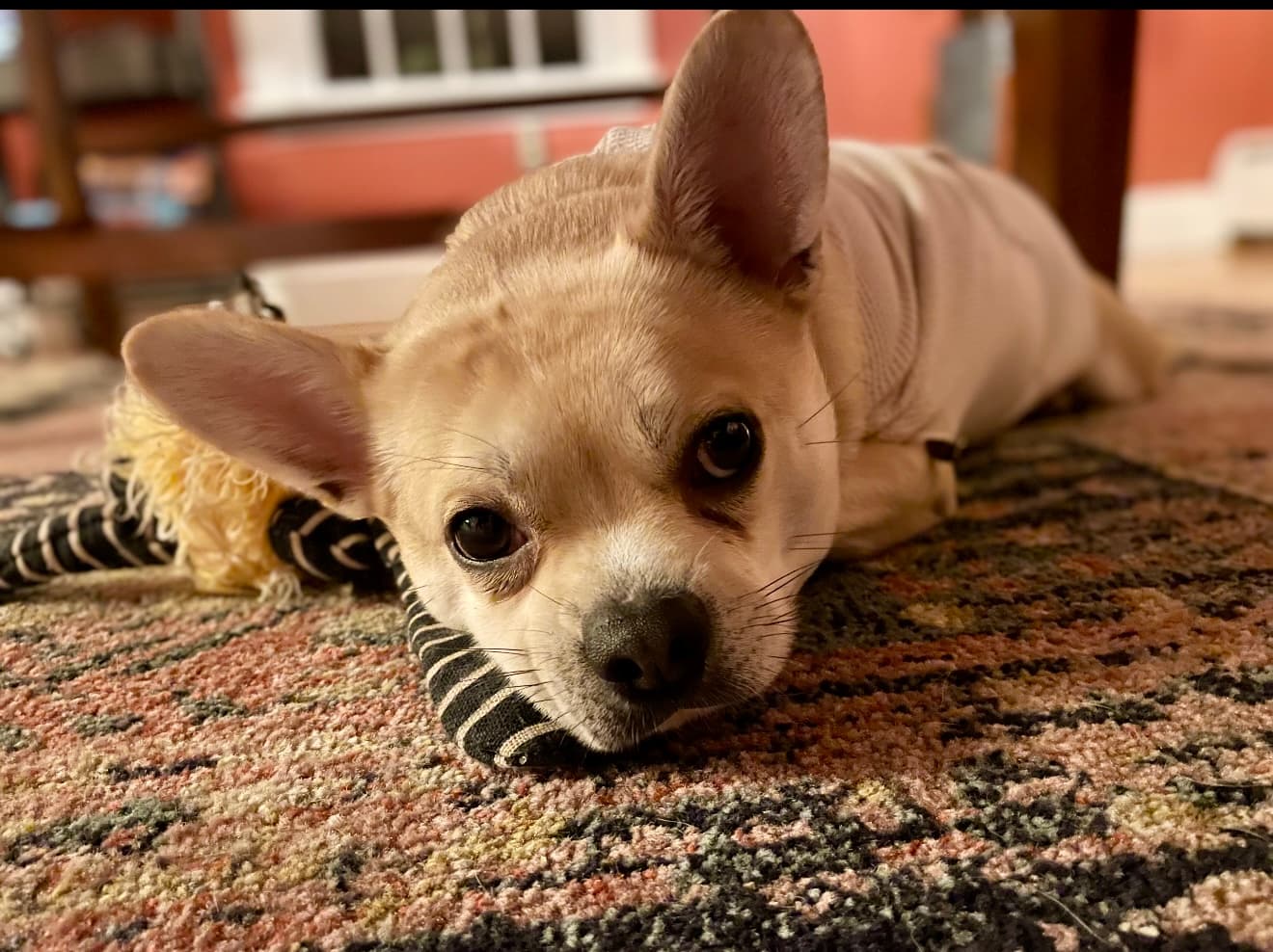 Photo of Max