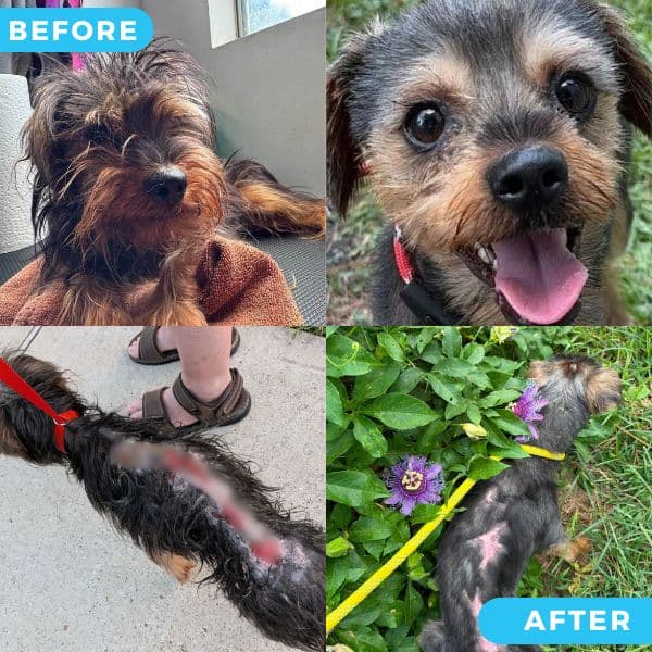 Photo of Scrappy