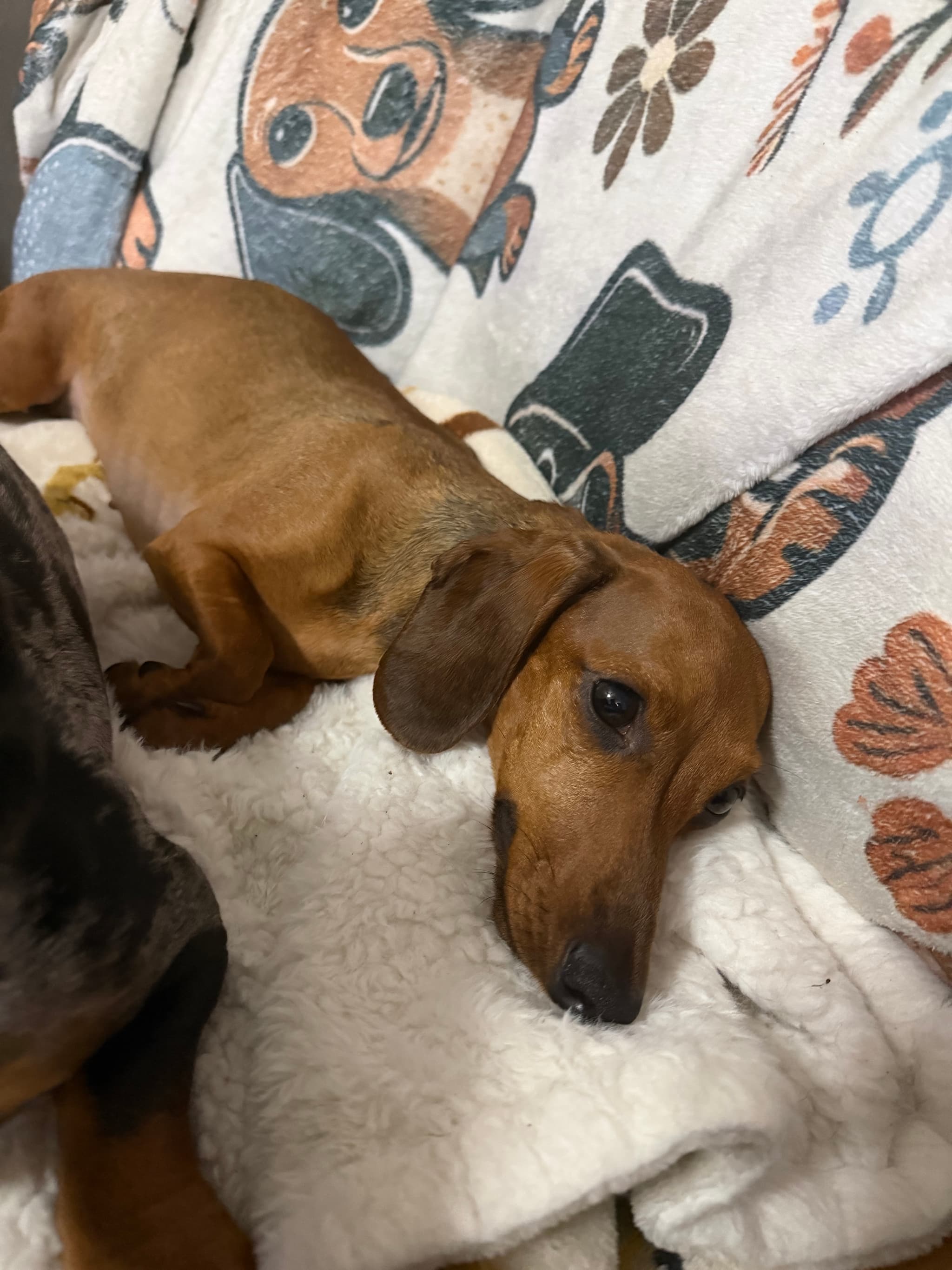 Photo of Freckle