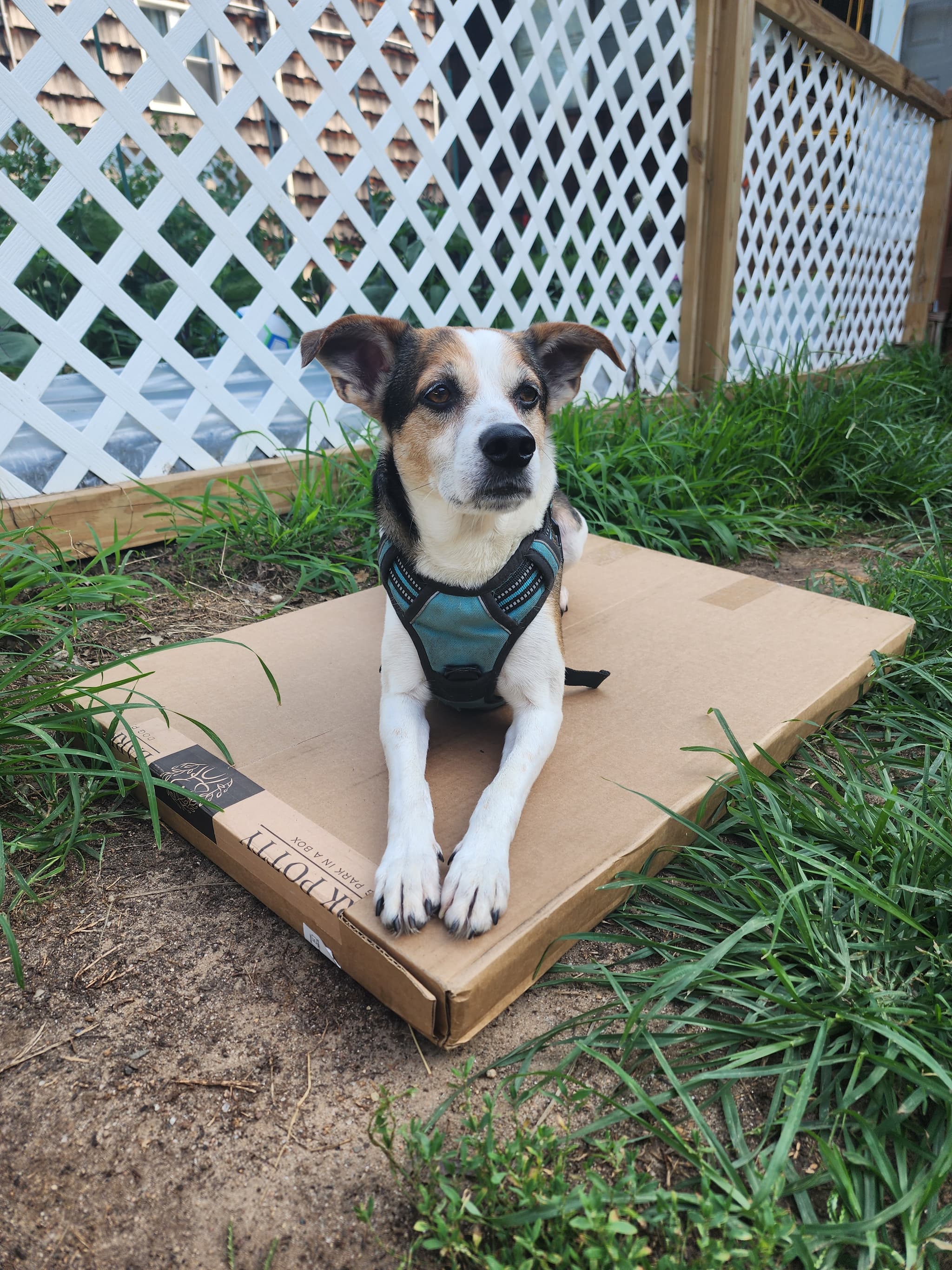 Photo of Buddy