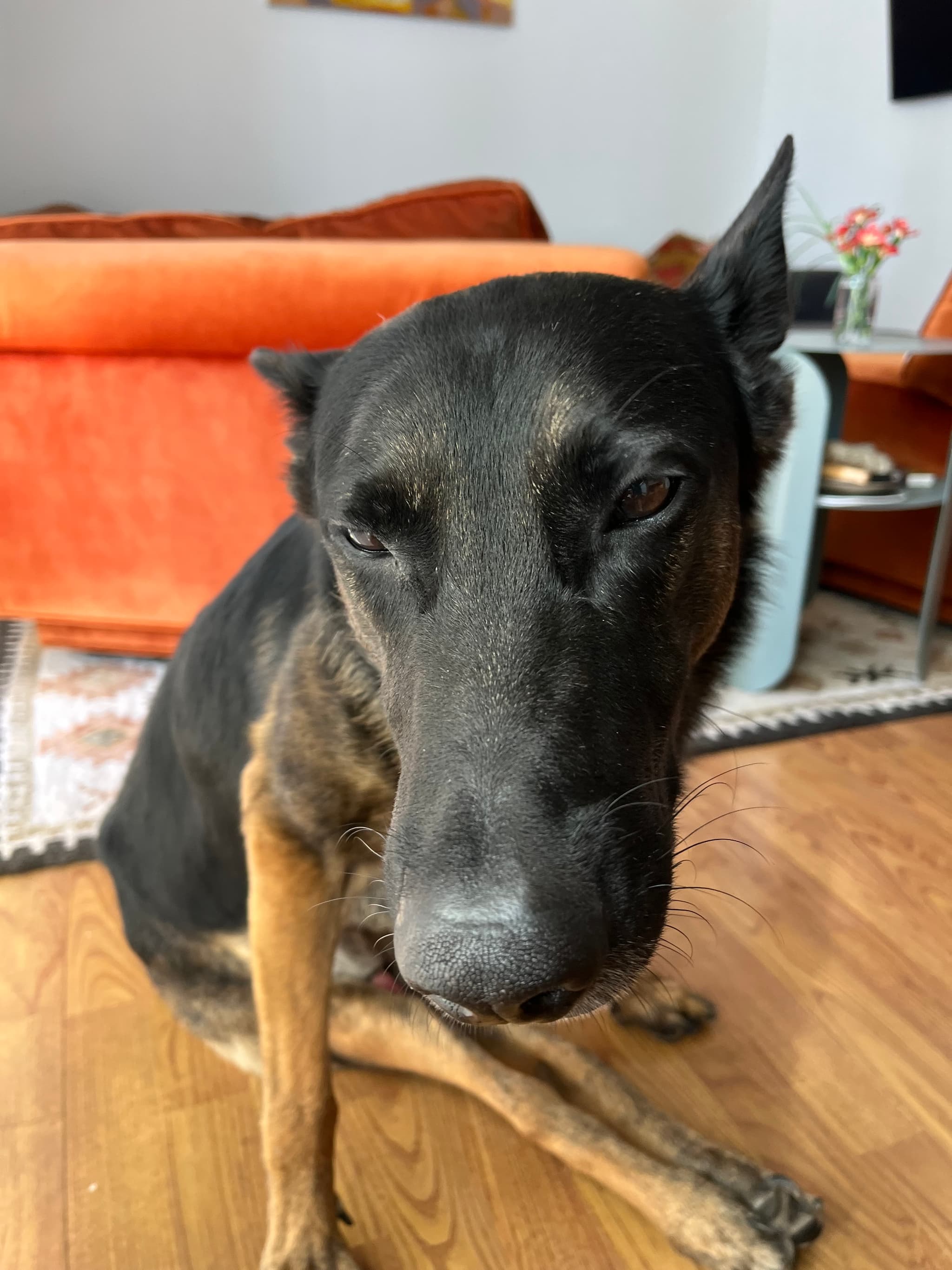 Photo of Dexter