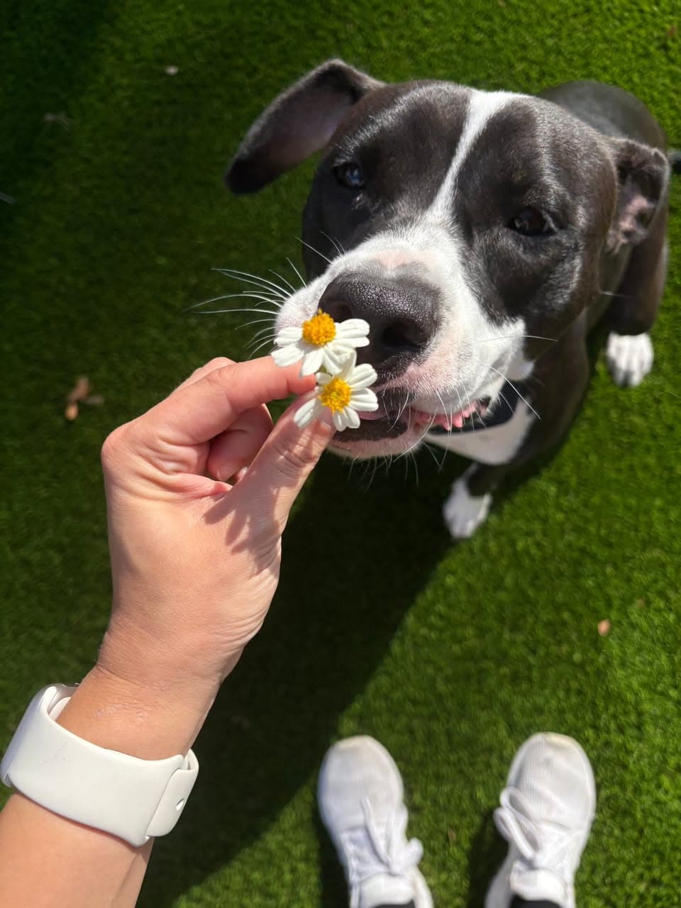 Photo of Poppy