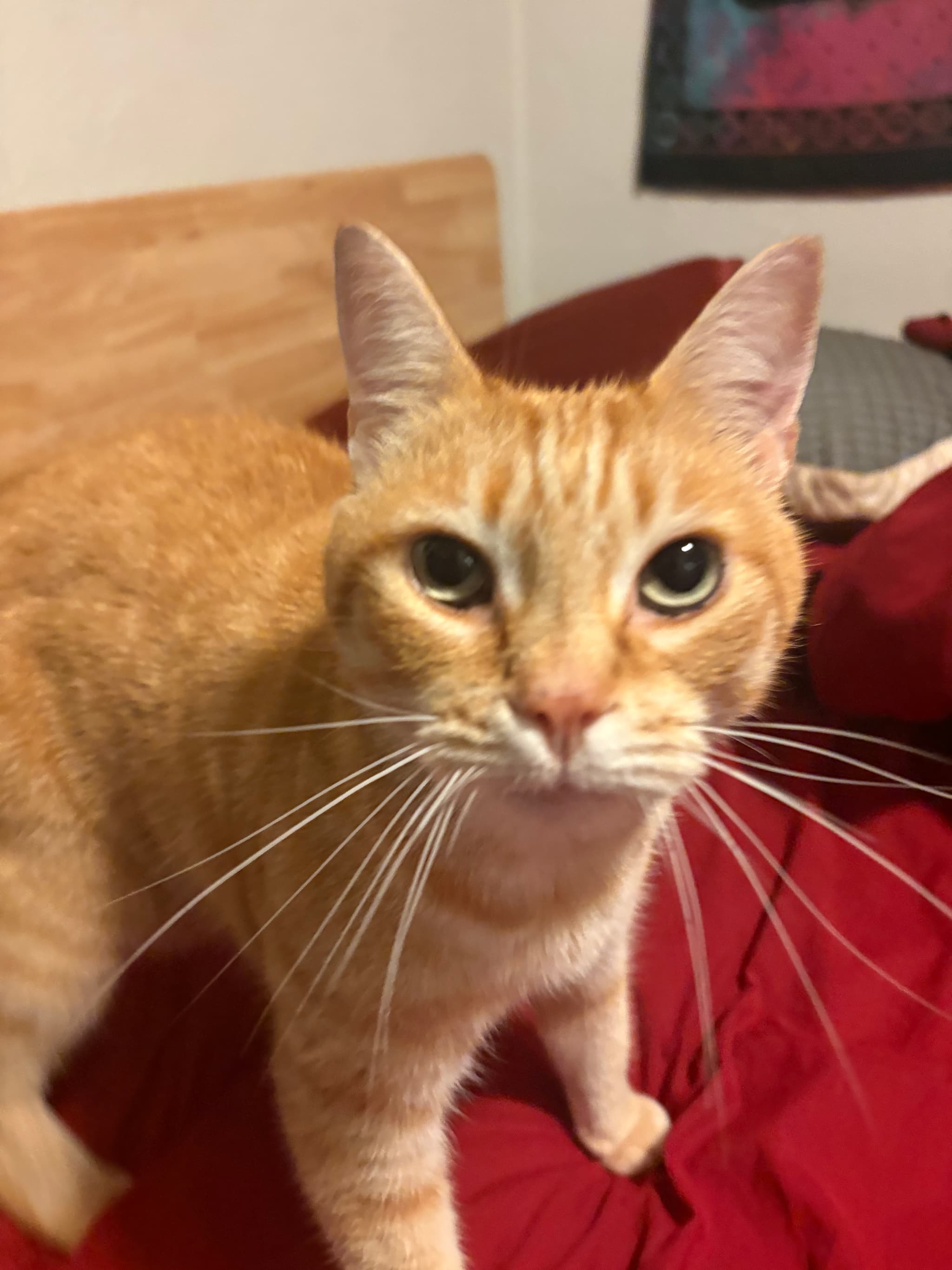 Photo of Wild ginger