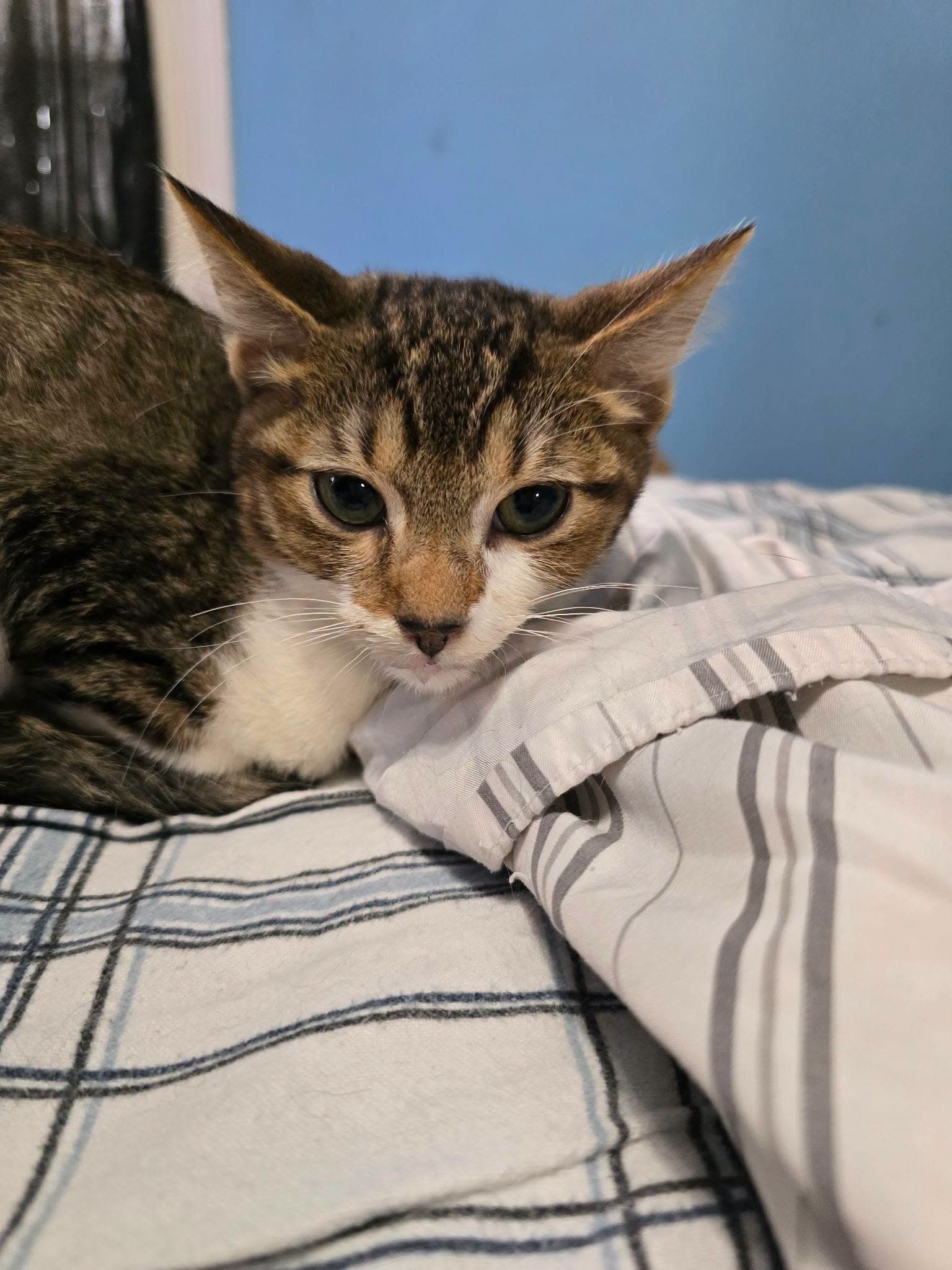 Photo of Phoebe