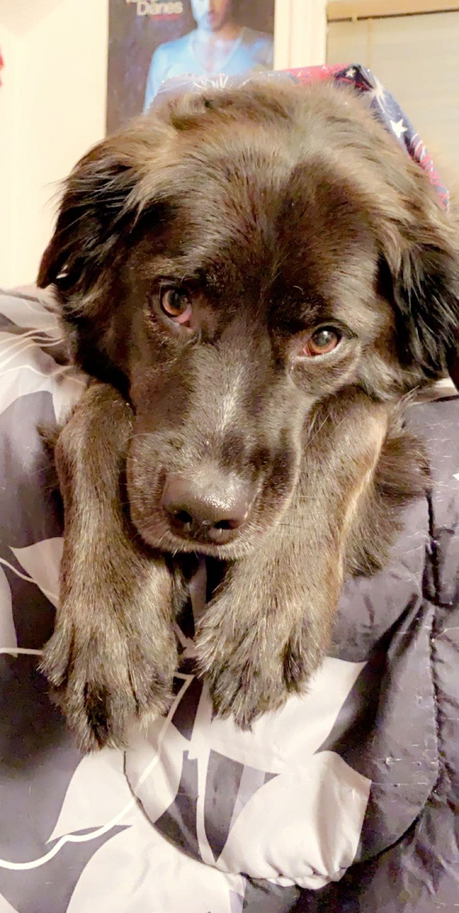 Photo of Bandit