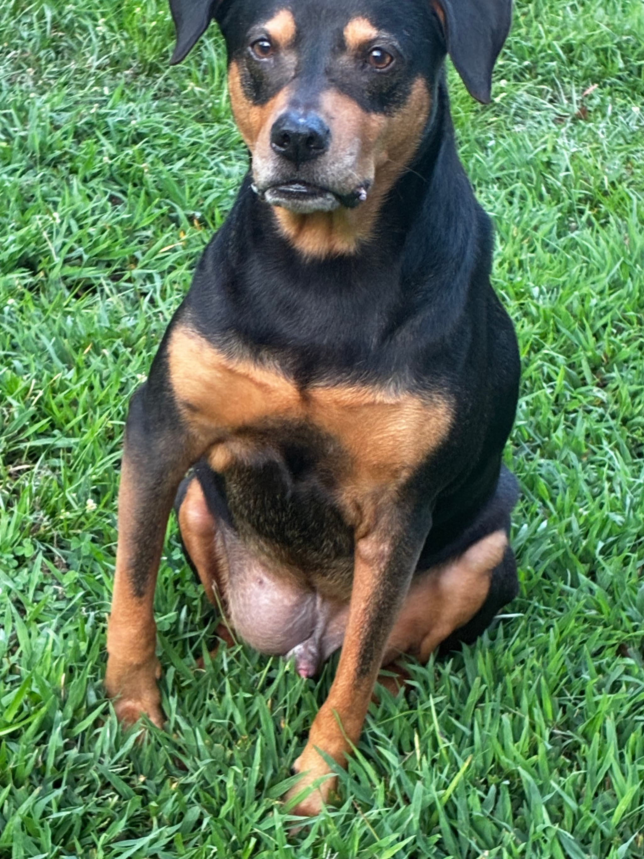 Photo of Huxley