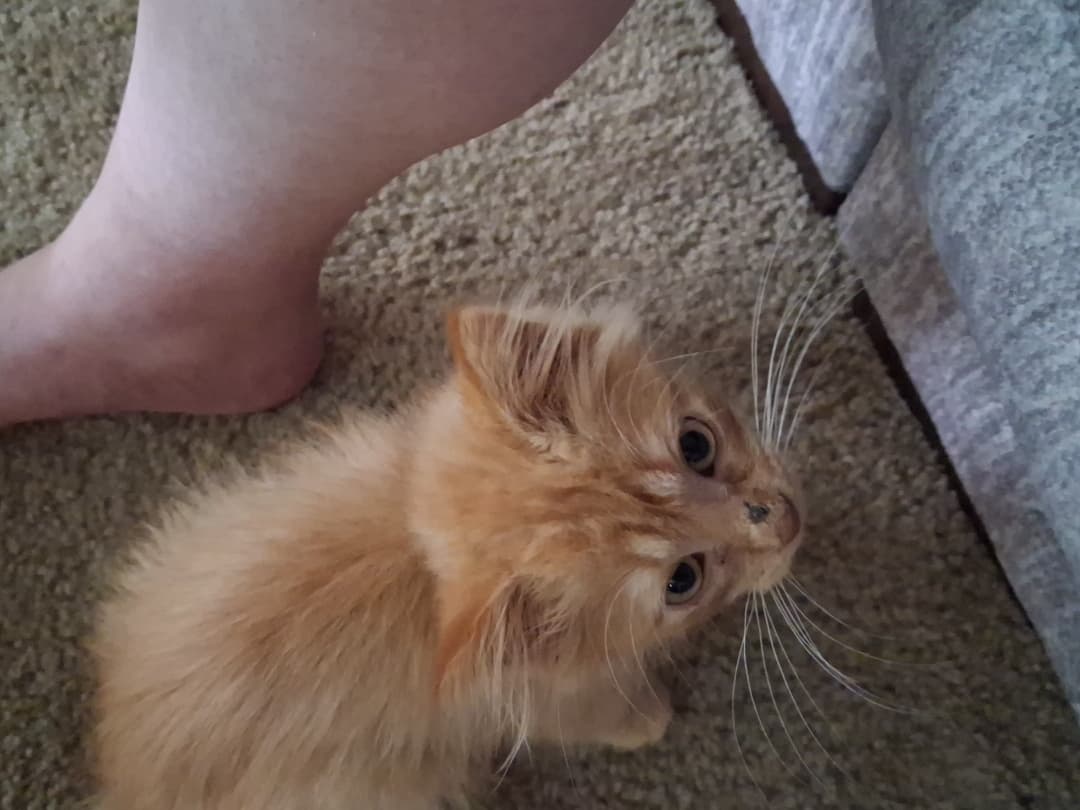 Photo of Peaches