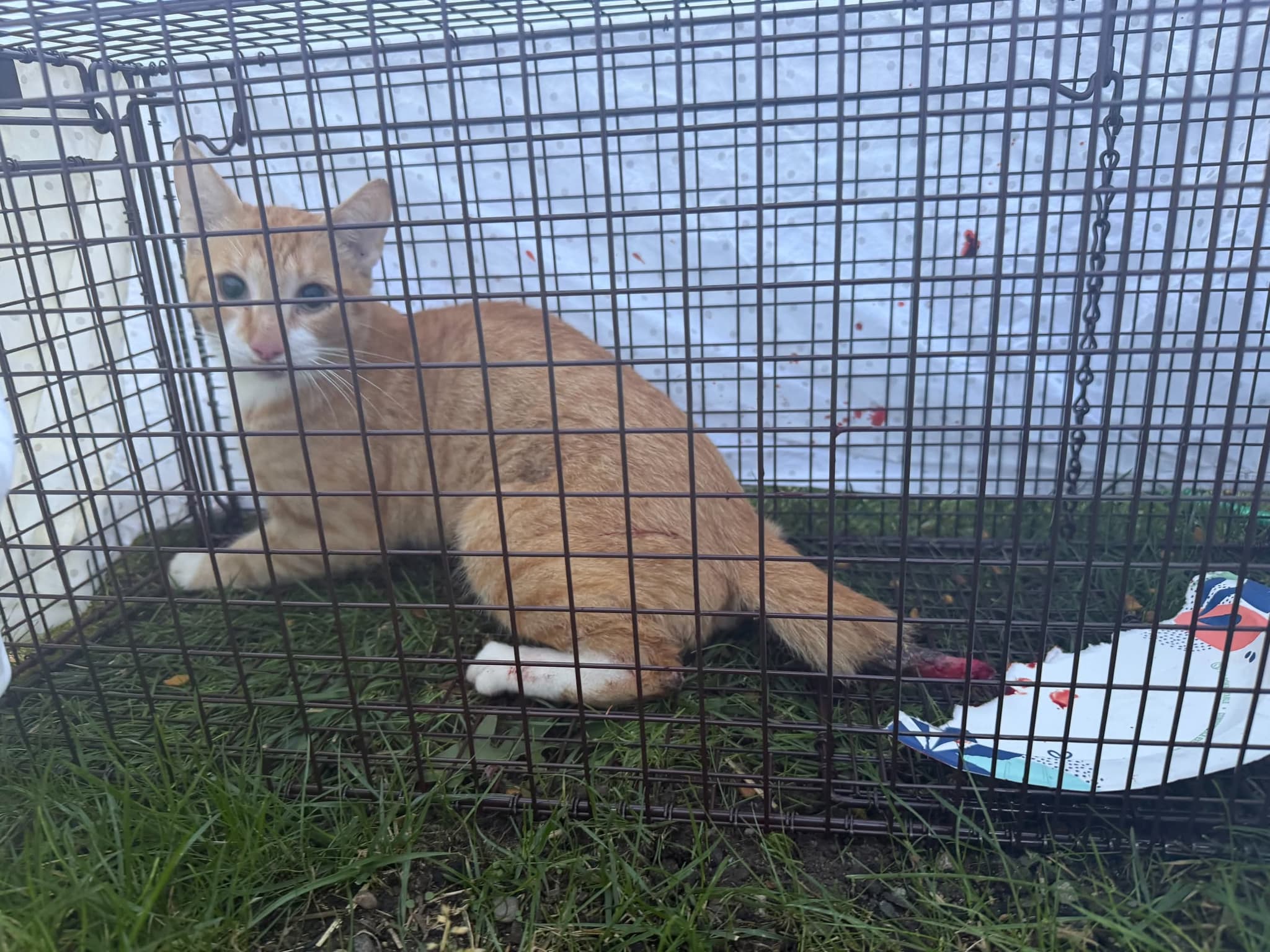 Photo of Rusty