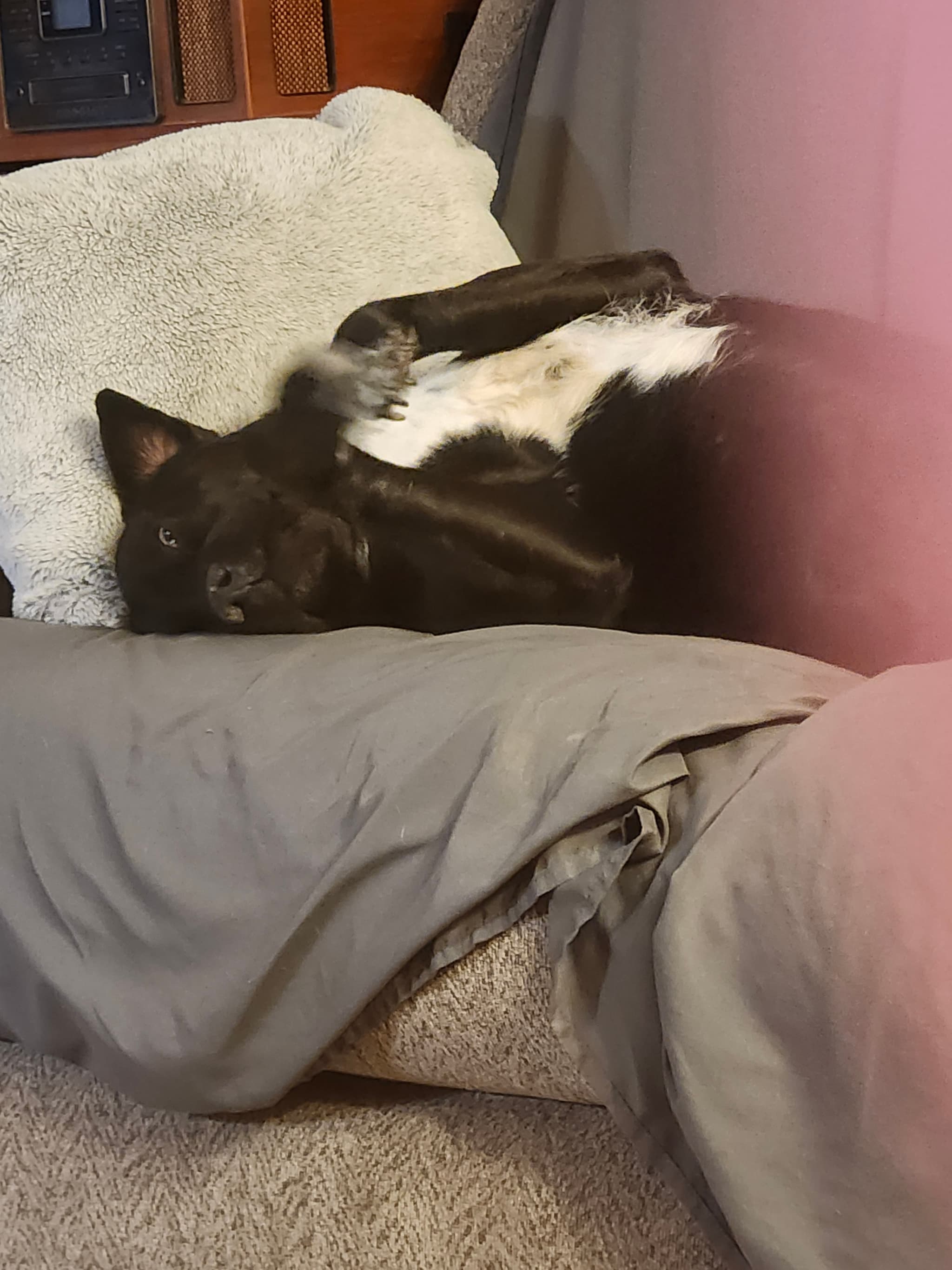 Photo of Lola