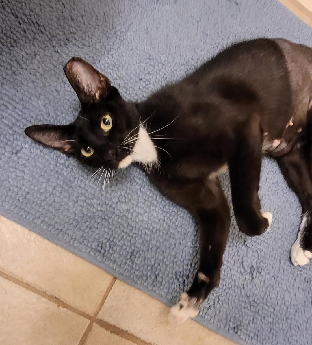 Photo of Mouse