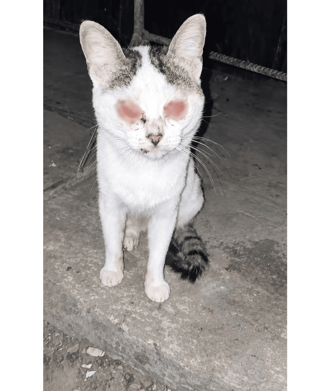 Photo of Harvey