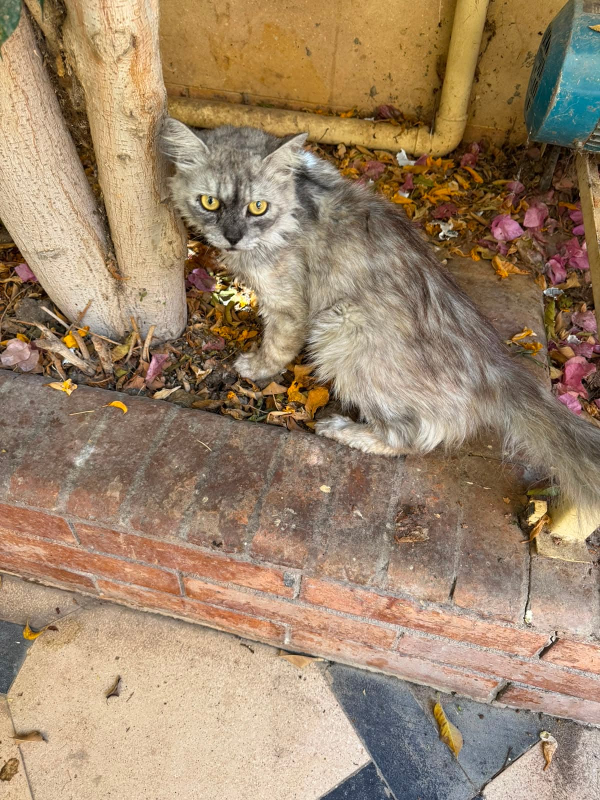 Photo of 5 Abandoned Cats