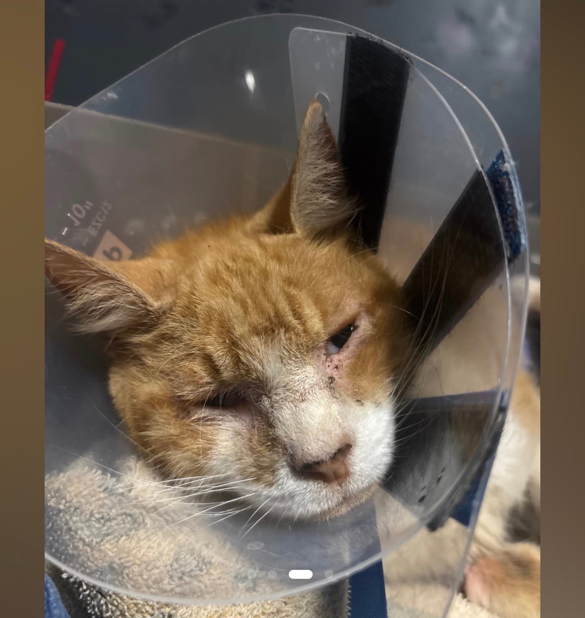 Photo of Opie