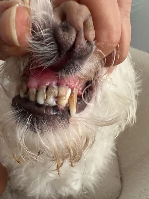Photo of Chowder
