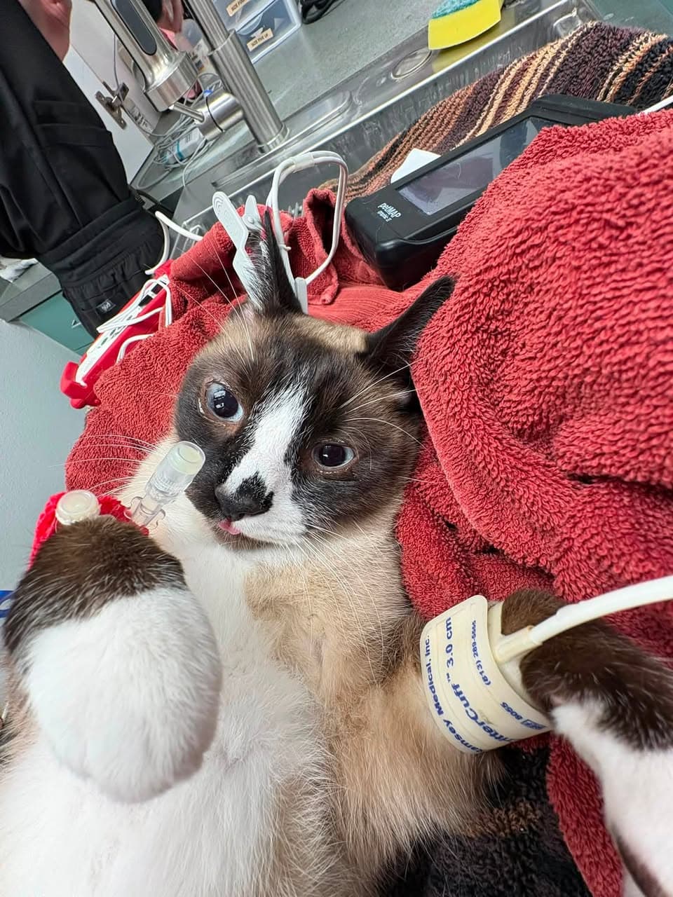 Photo of Sampson