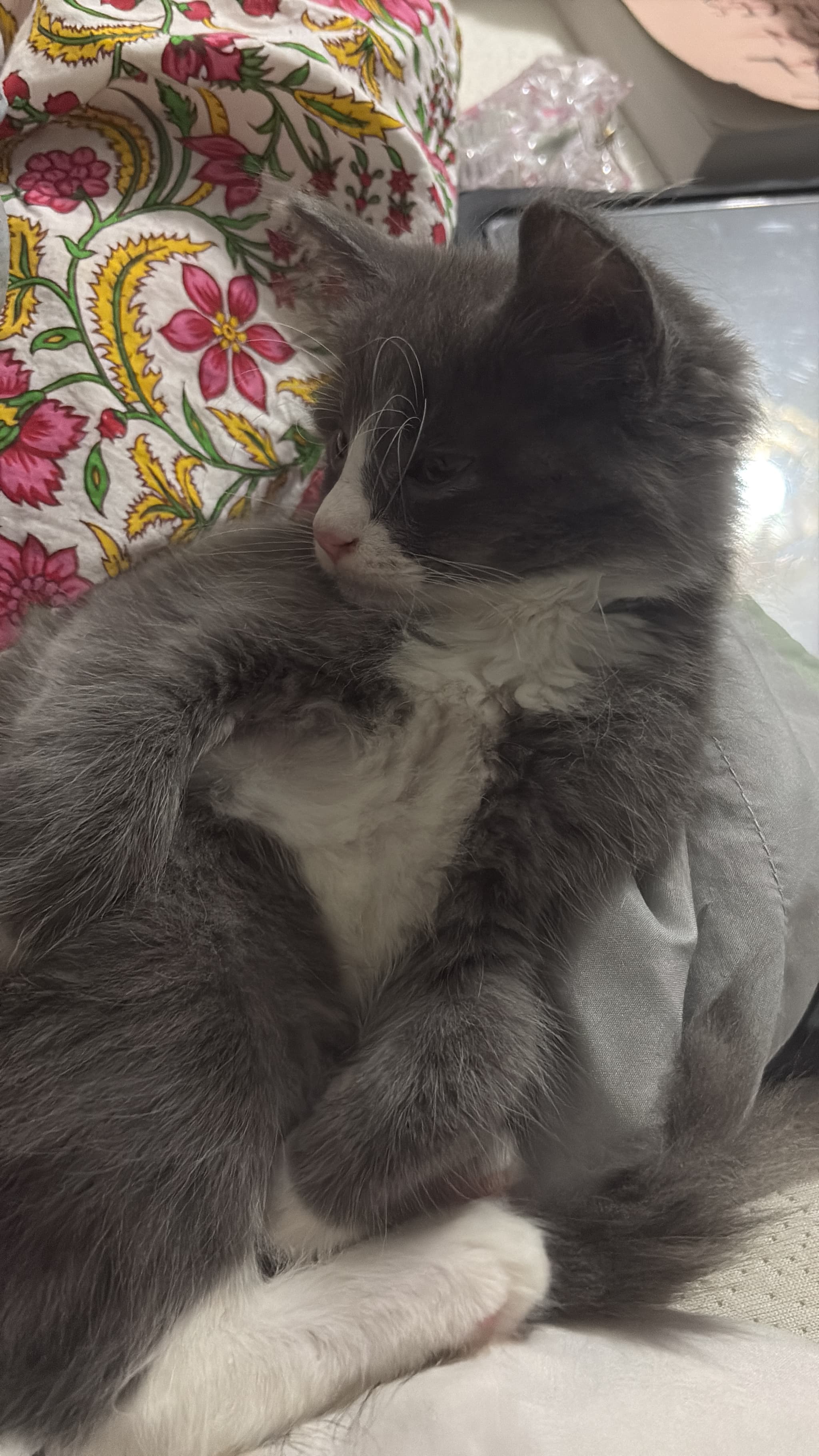 Photo of Fifi