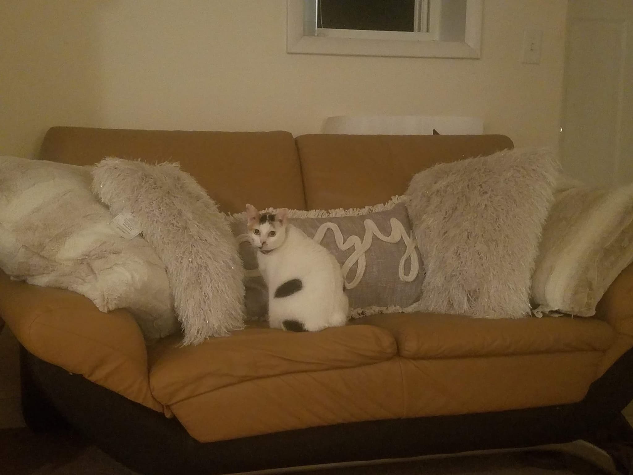 Photo of Snowie