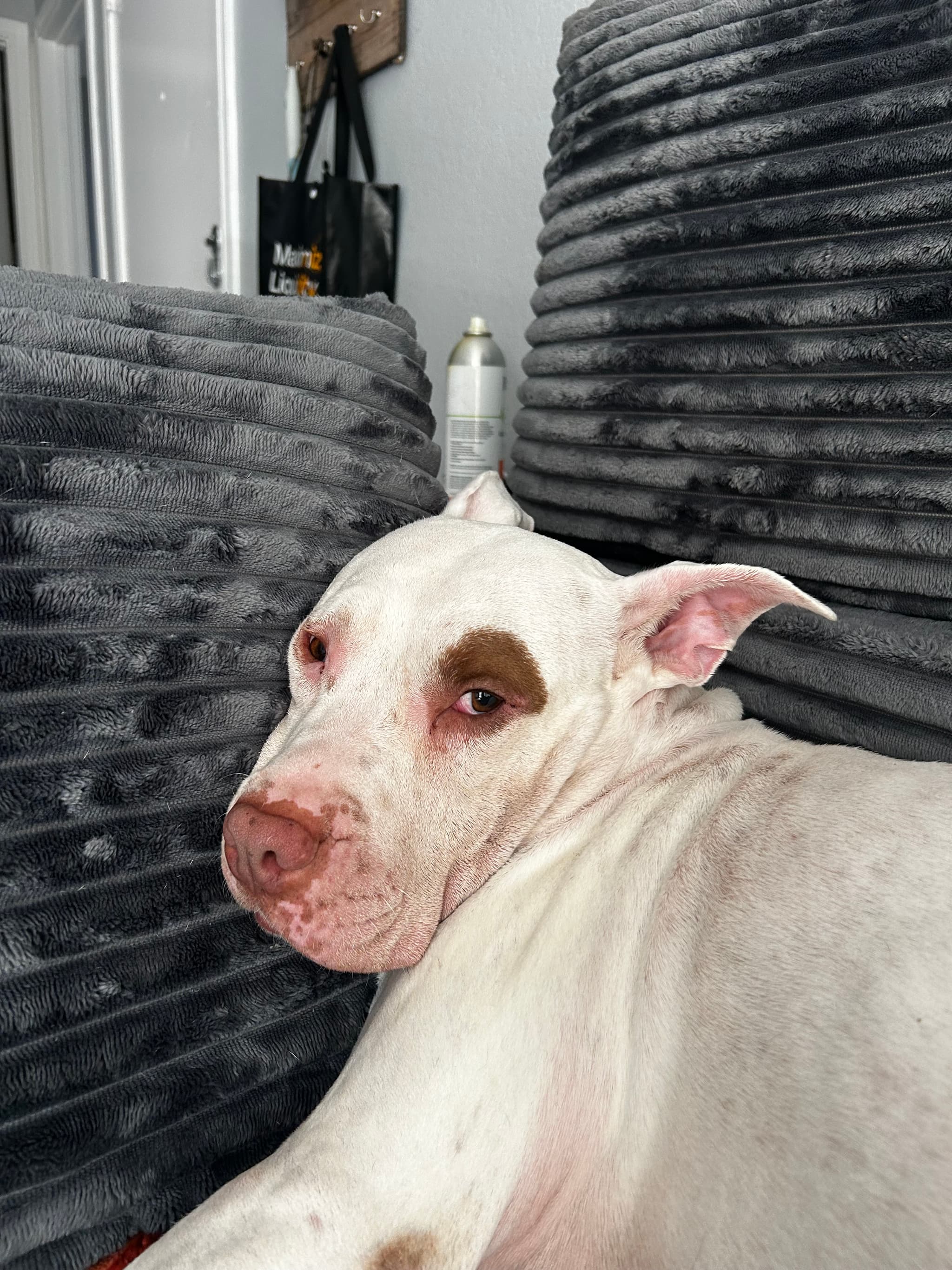 Photo of Rose