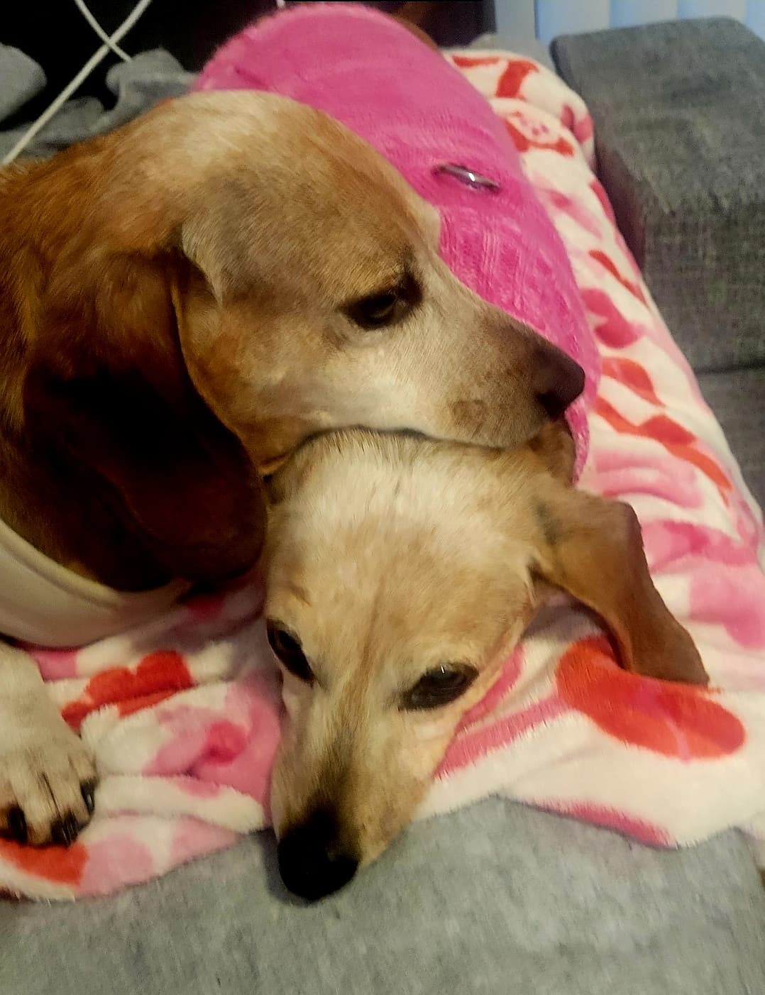 Photo of Jasmine&Chip