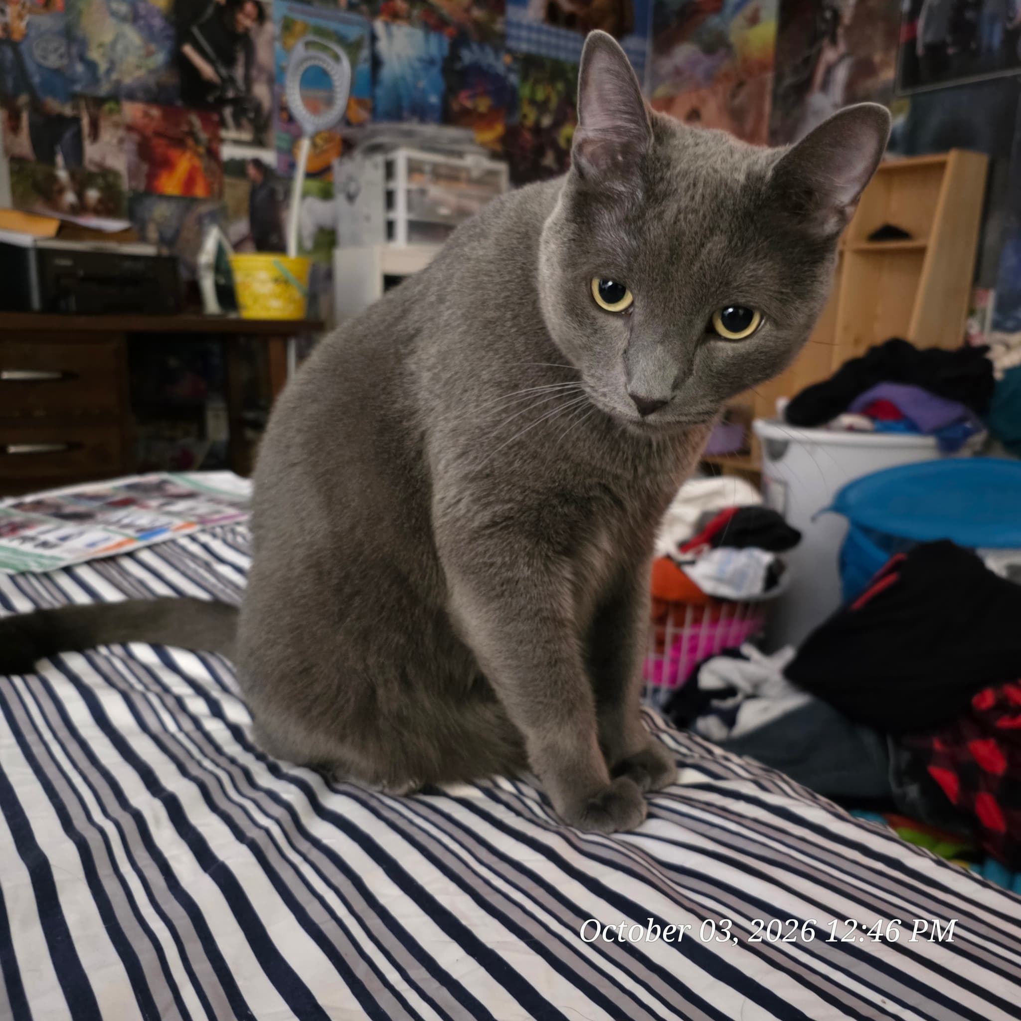 Photo of Duling