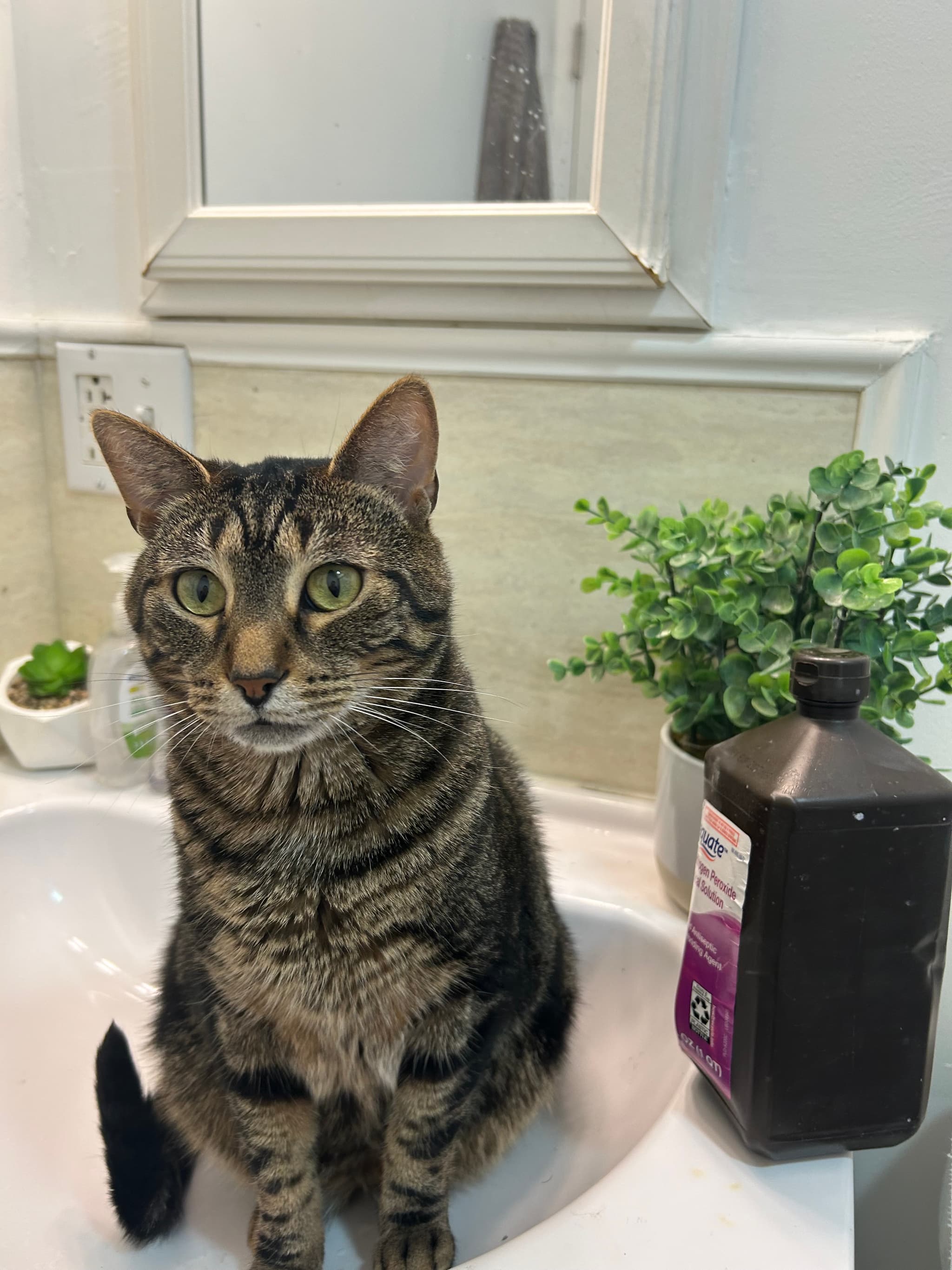 Photo of Brutus