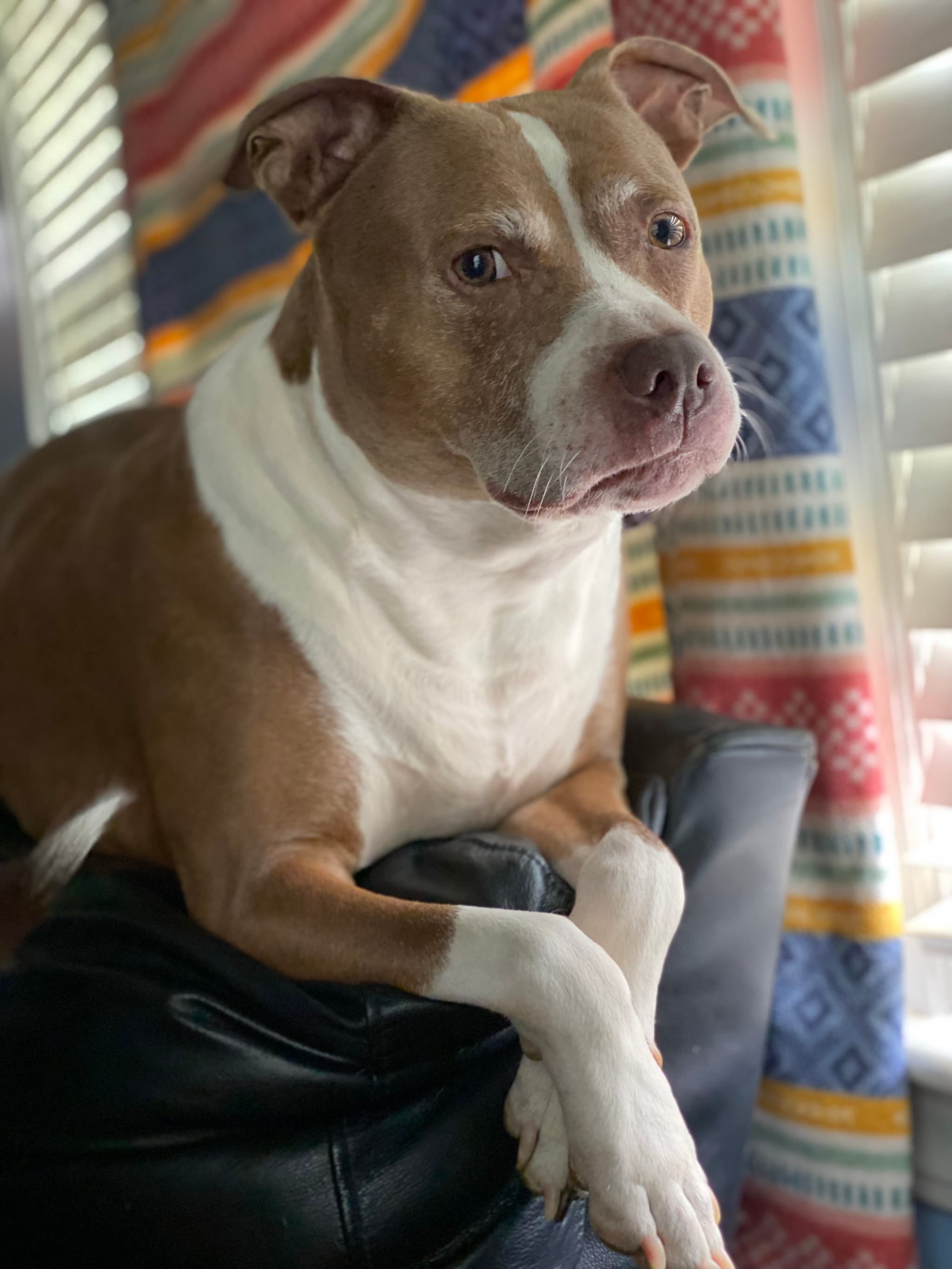 Photo of Bella